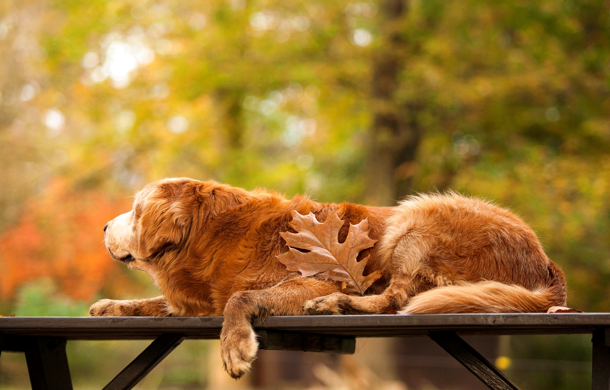 природа животные собака осень листья скачать