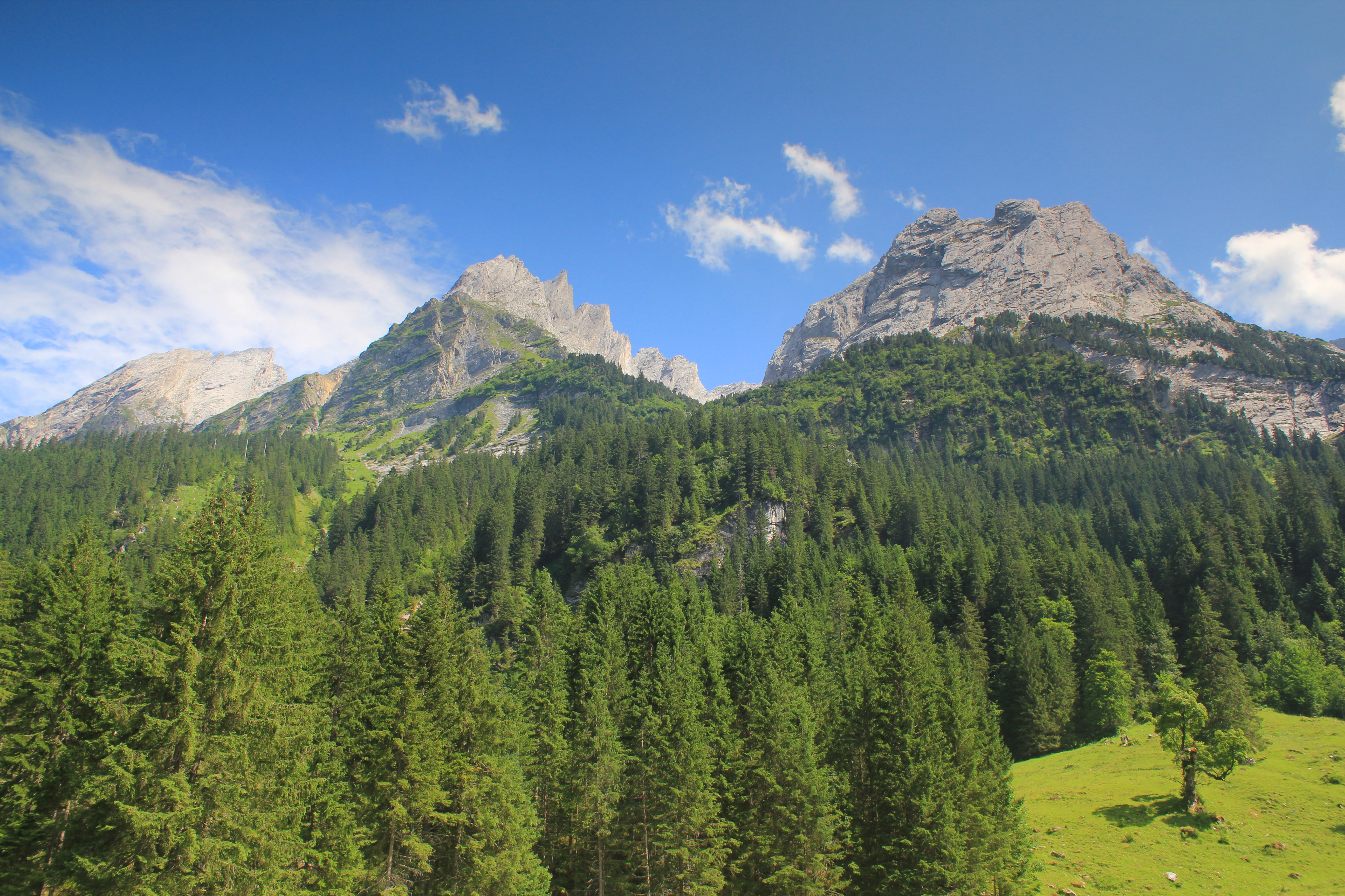 Фото лес и горы. Долина Розенлау Швейцария. Лесистые горы. Лес горы. Горы с лесом.