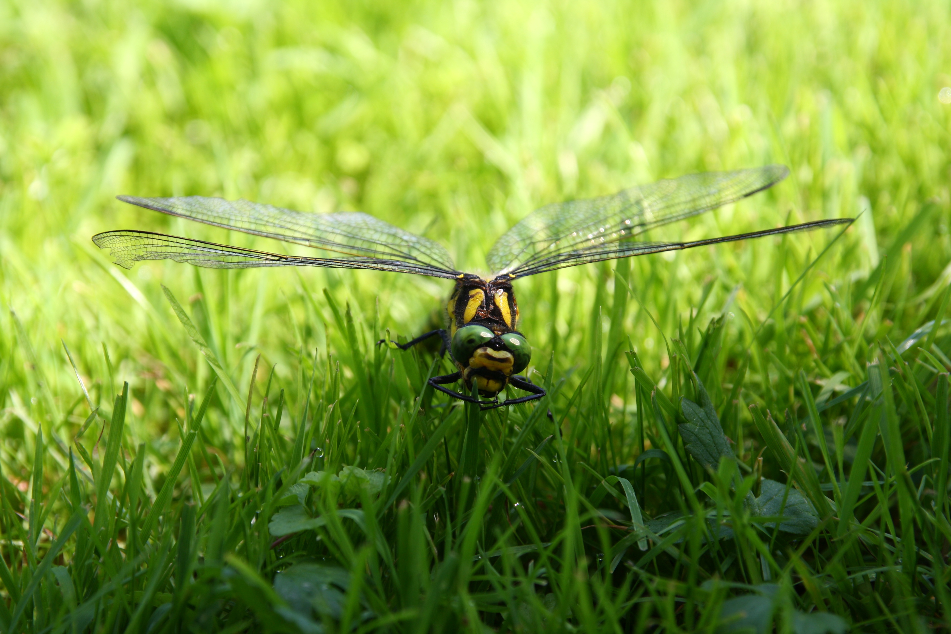 Фото Стрекозы насекомое траве Животные Крупным планом Насекомые Трава вблизи животное