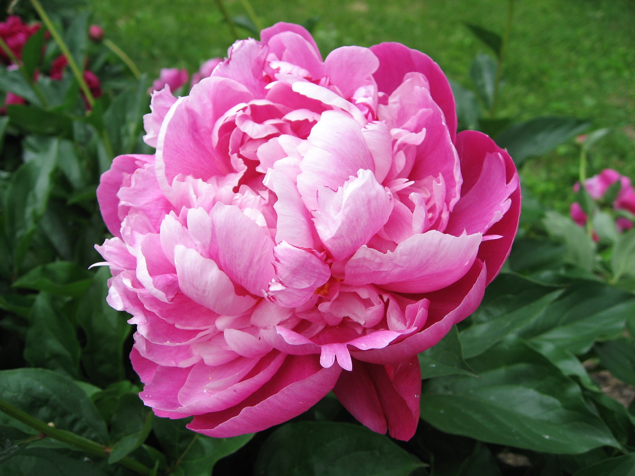 Пионы Крупным планом Розовый Цветы фото 2048x1536 цветок, вблизи, пион, роз...