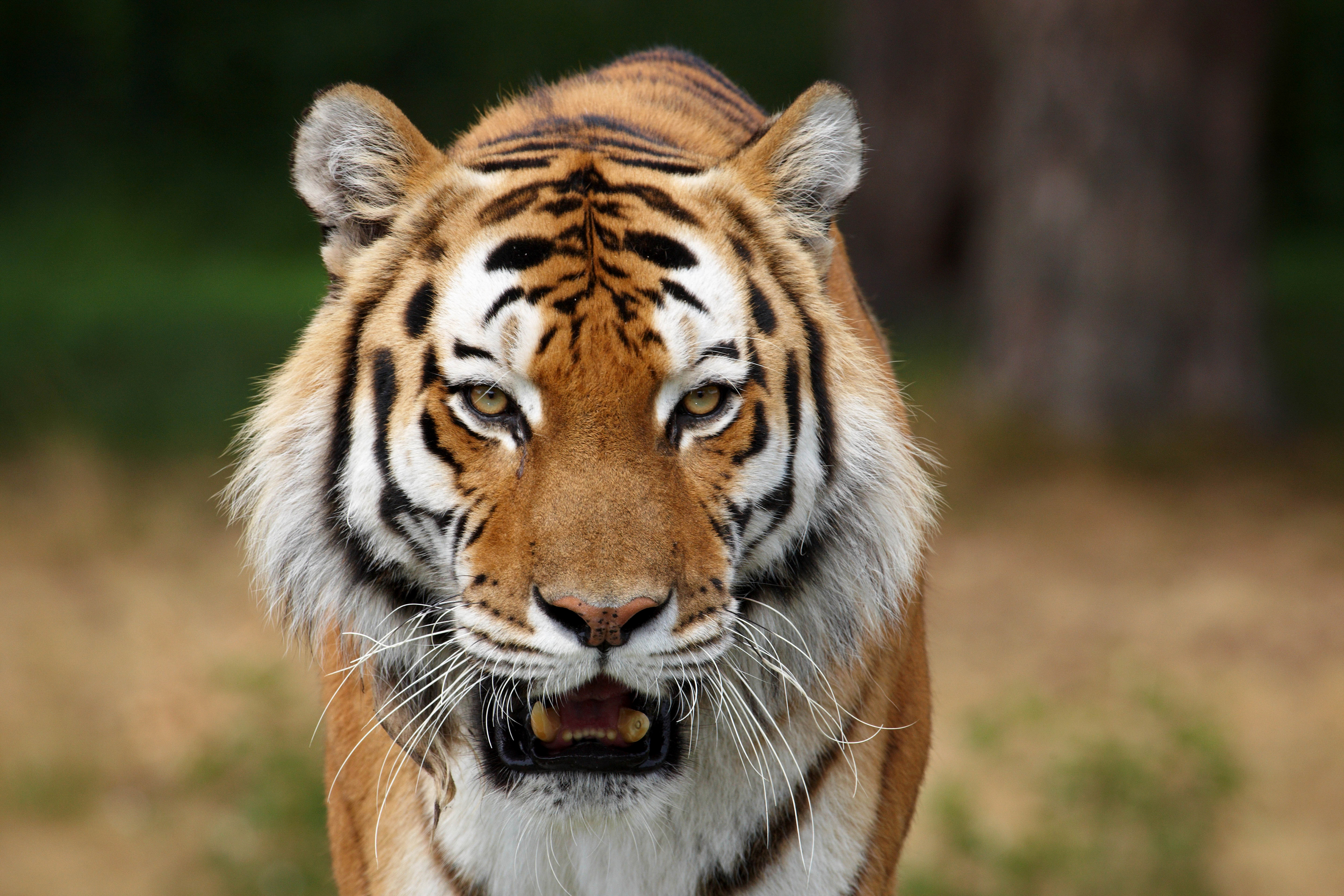 Тигр белый морда животное клыки природа без смс