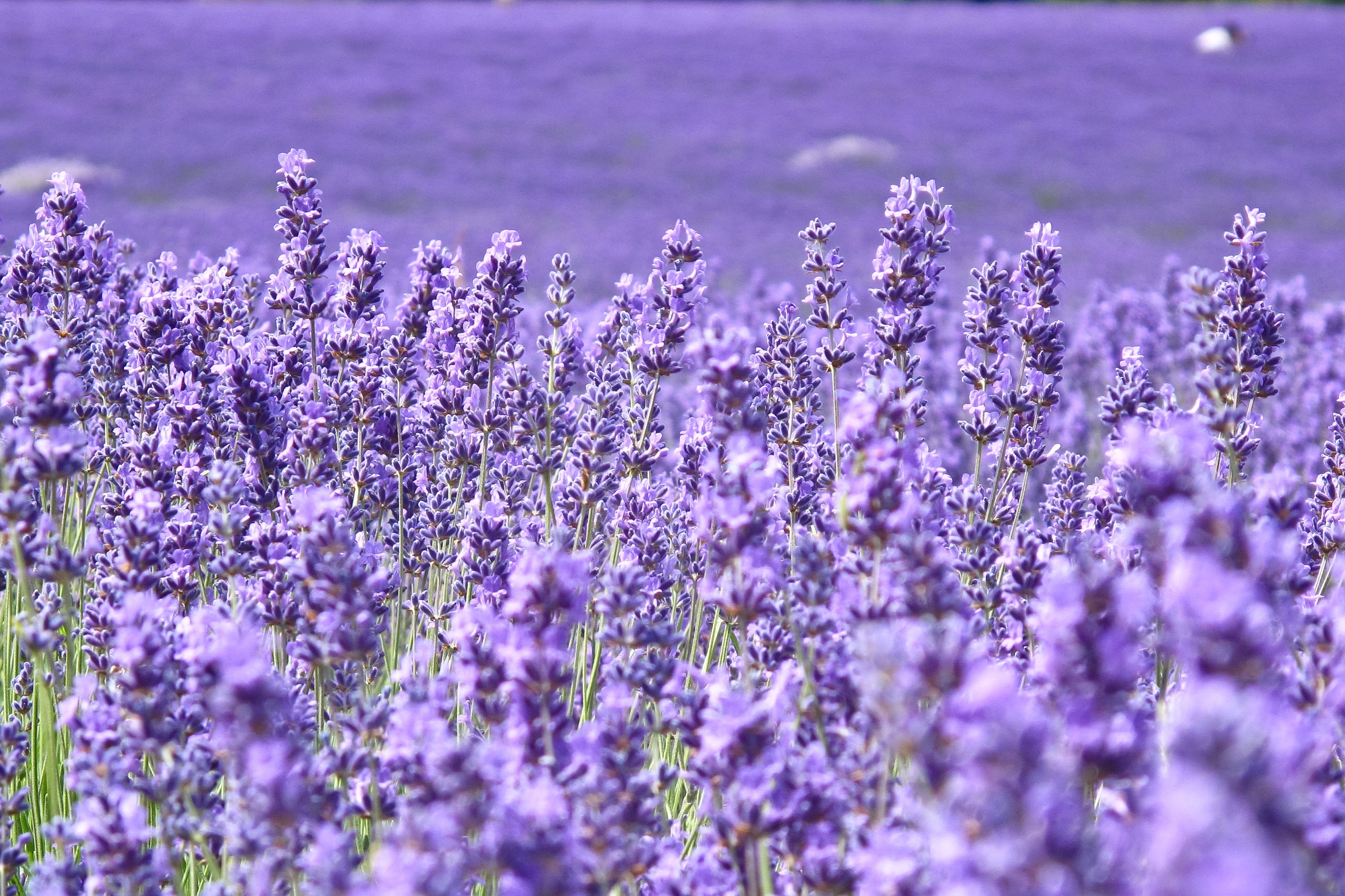 фиолетовые цветы природа крупный план бесплатно