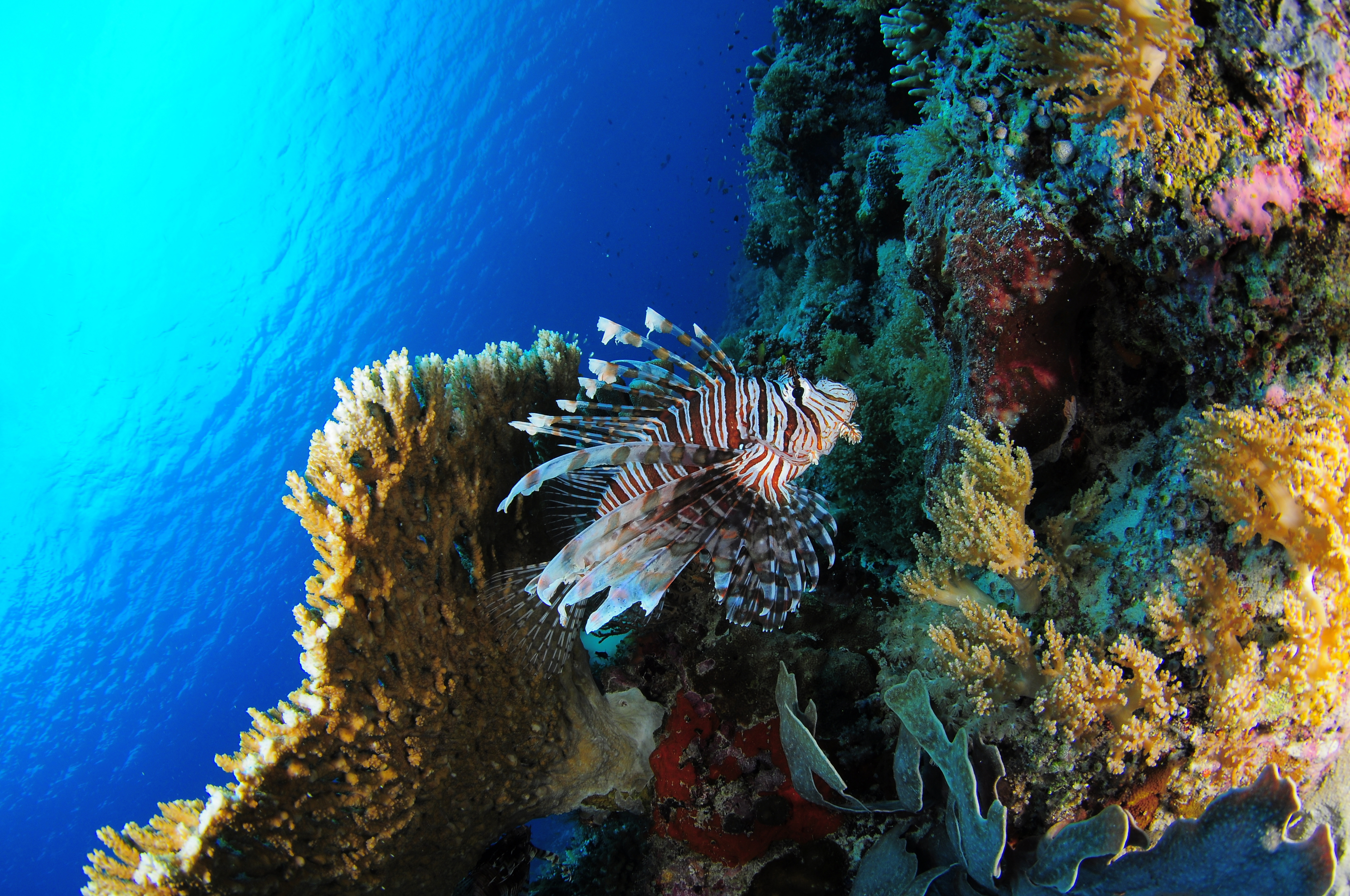 Underwater coral. Подводный риф риф. Красивый подводный мир океана. Обитатели коралловых рифов. Коралловый риф.