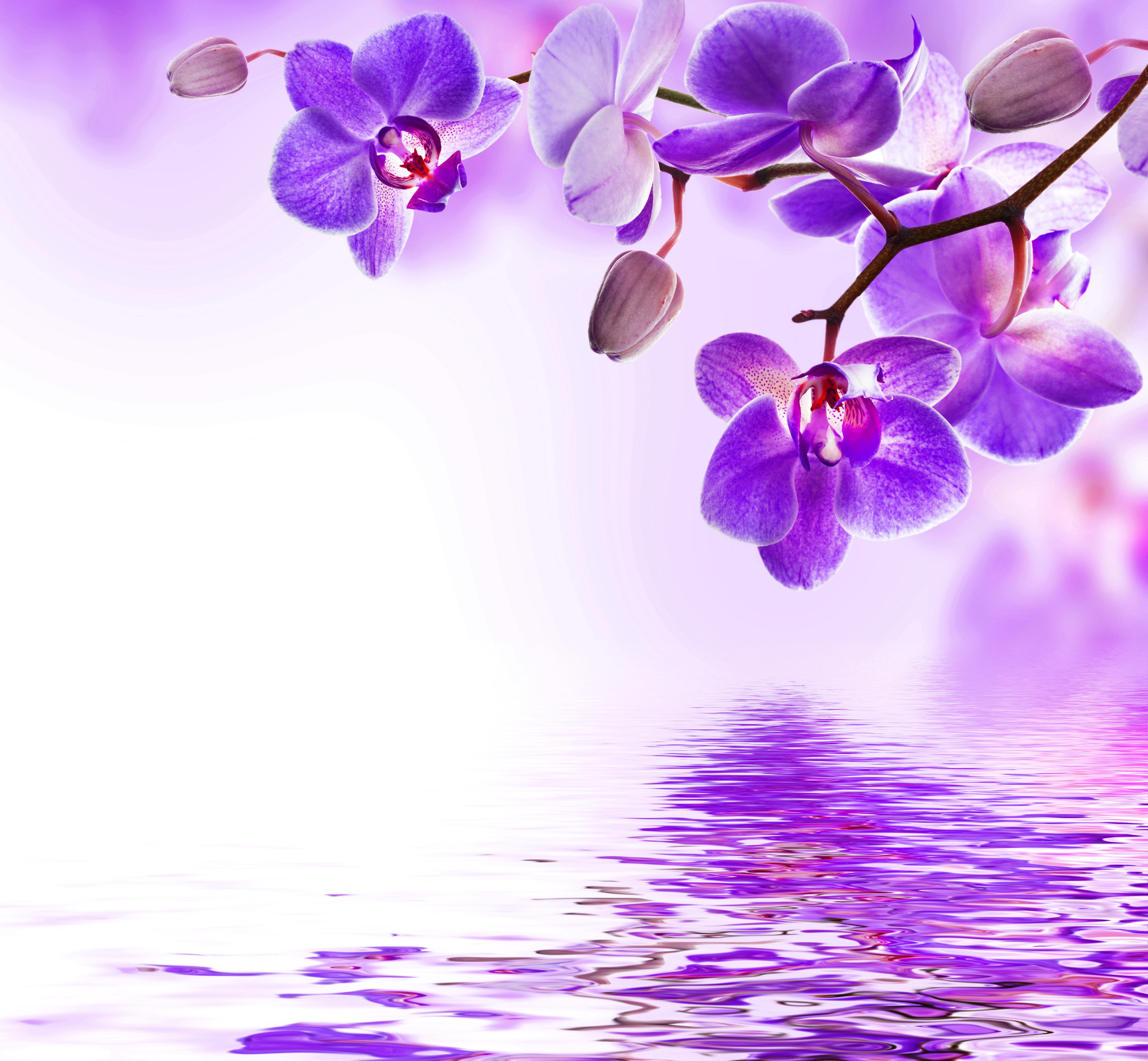 Бело-фиолетовые цветочки без смс
