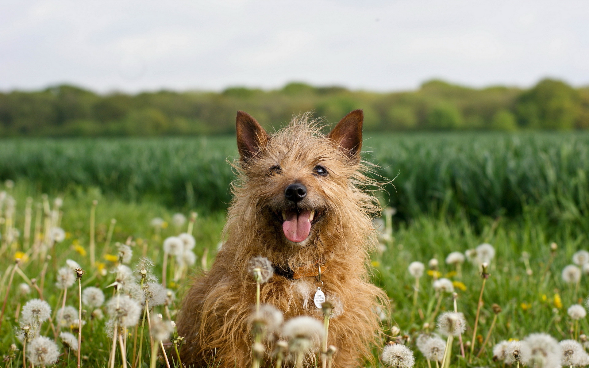 природа животные трава собаки щенок скачать