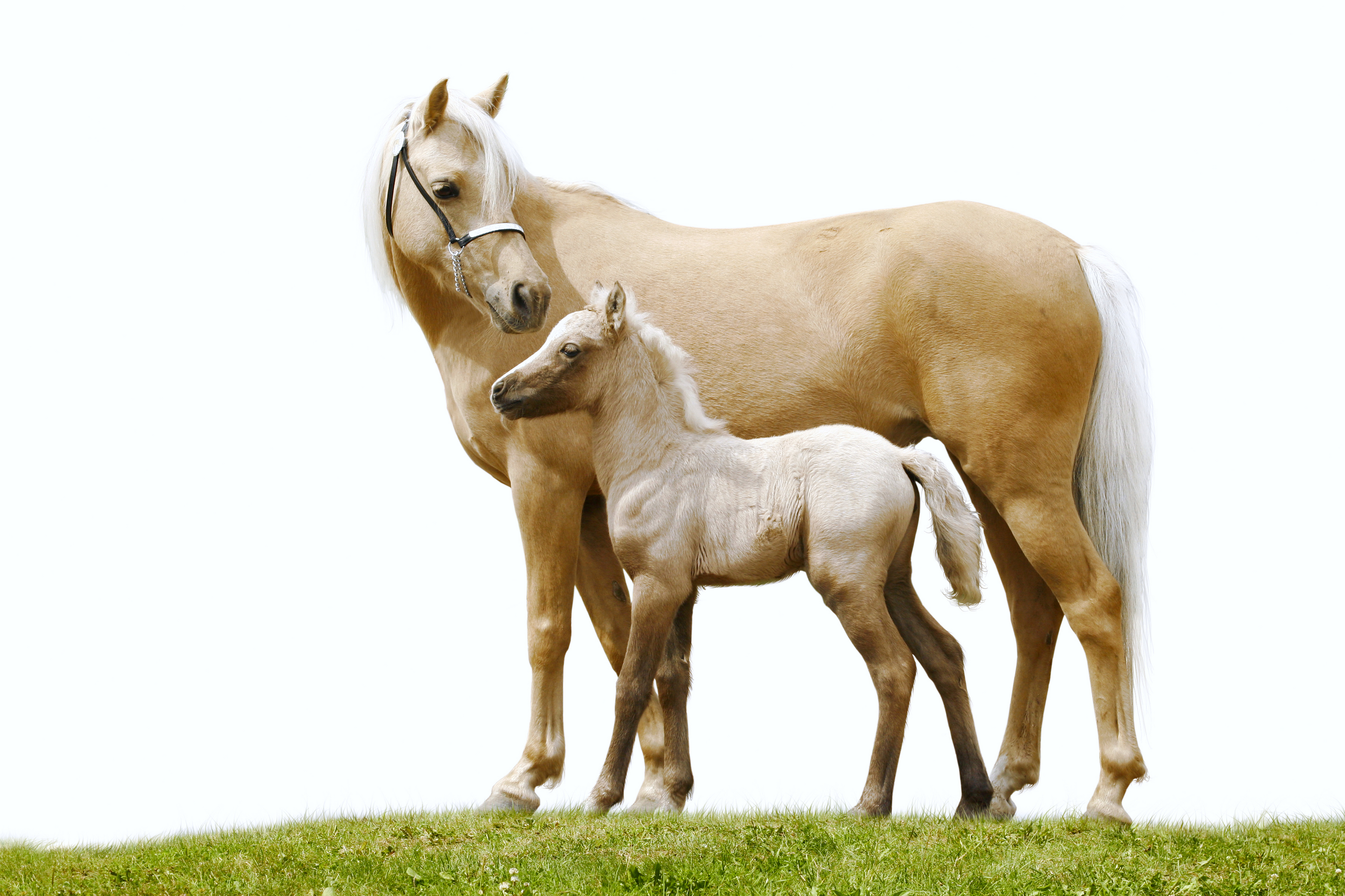 Мама лошадка. Лошадь с жеребенком. Жеребёнок и белая лошадь. Лошадь на белом фоне. Конь и жеребенок.