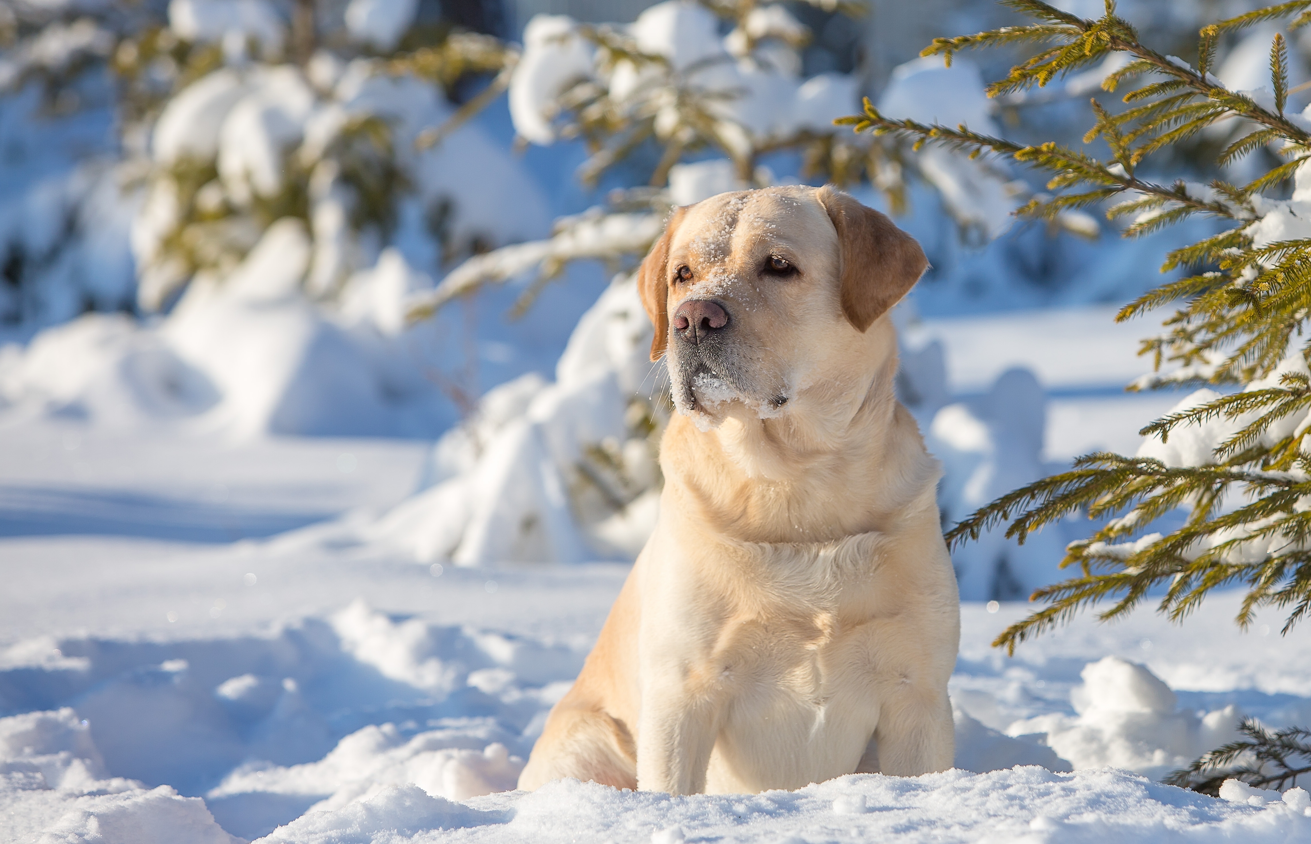 лабрадор пёс снег Labrador dog snow бесплатно