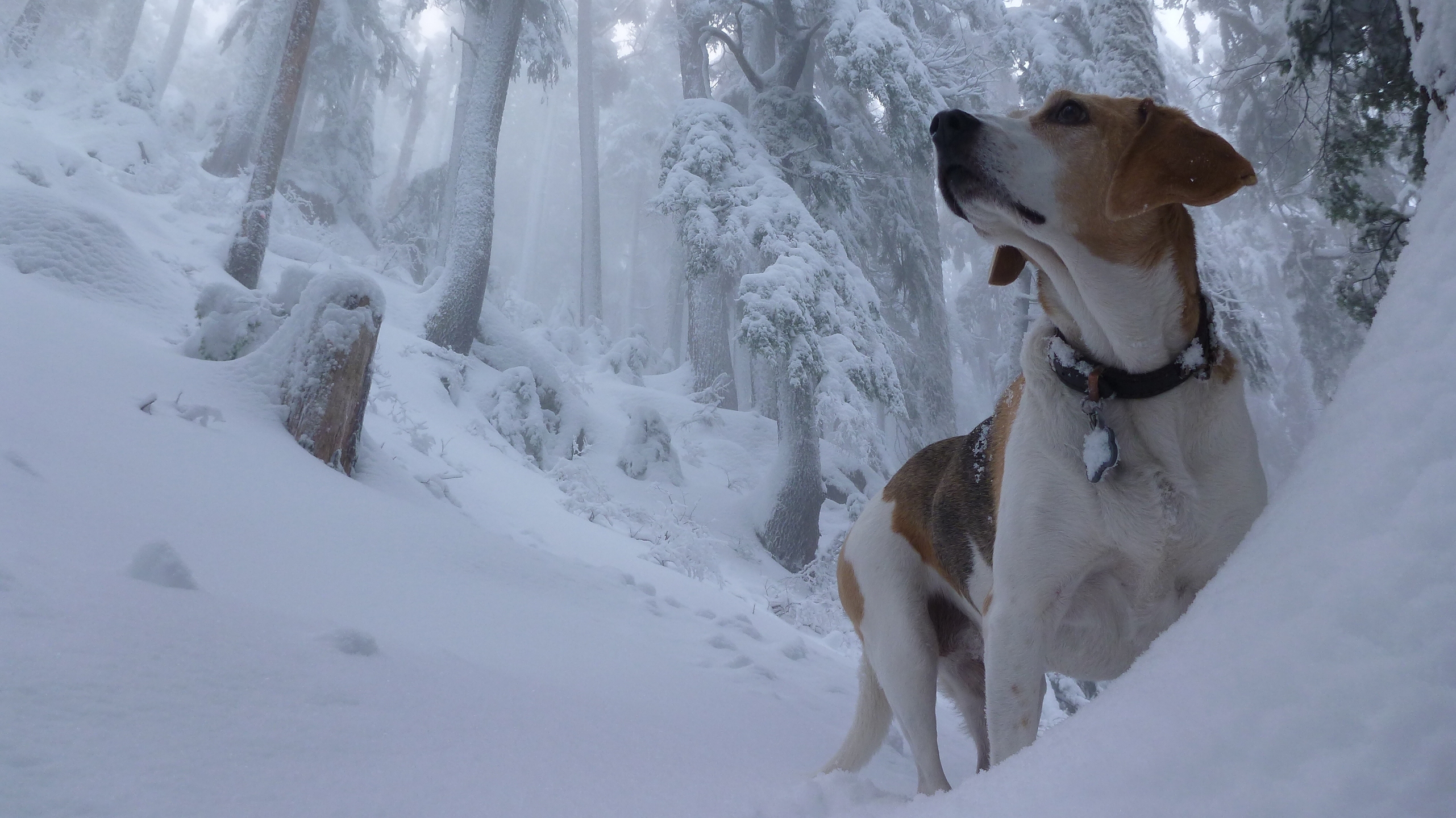 природа животные белая собака снег зима скачать