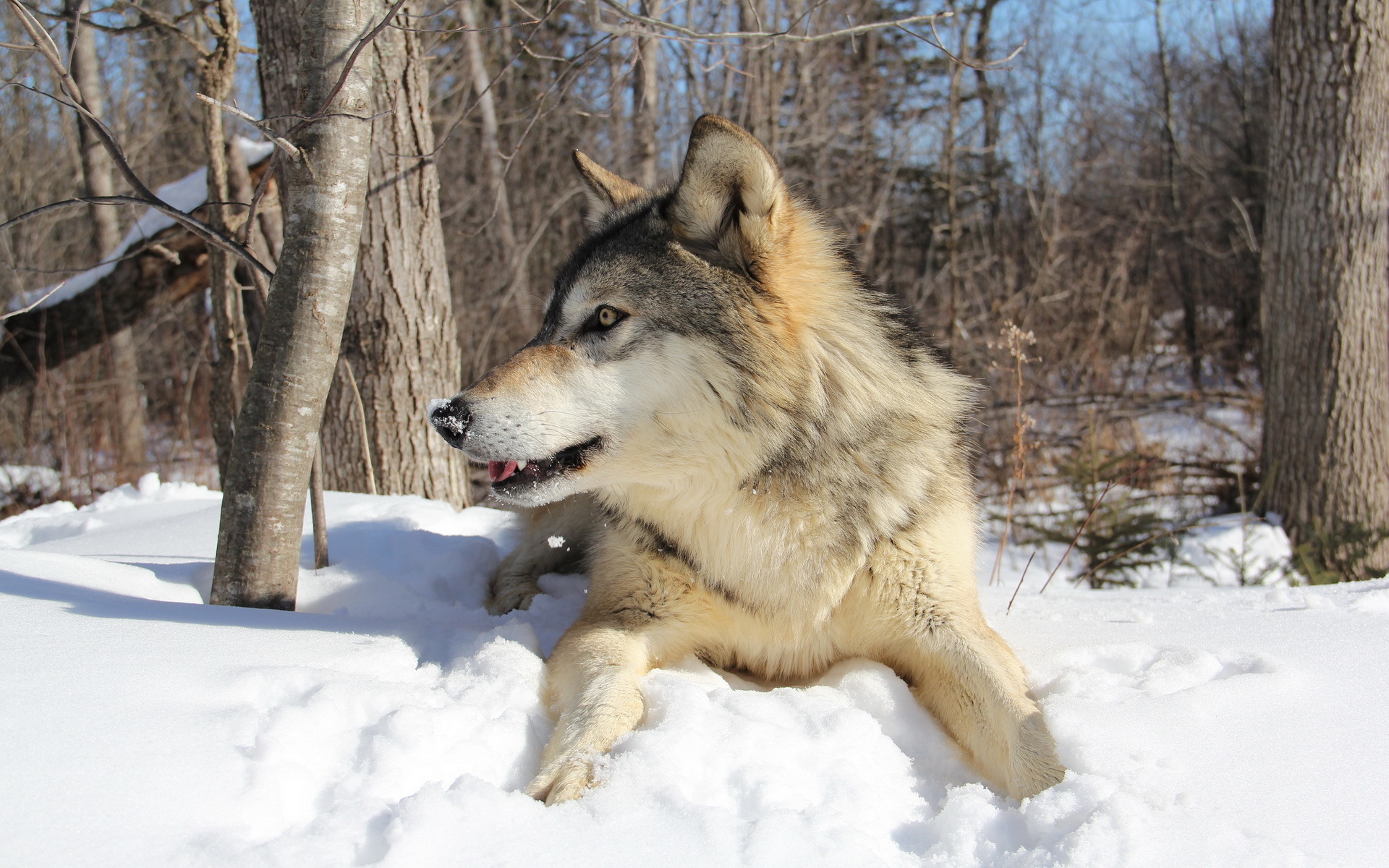 Волк зимой фото. Wintry Wolf (зимний волк). Сибирский волк фото. Волк в зимнем лесу.