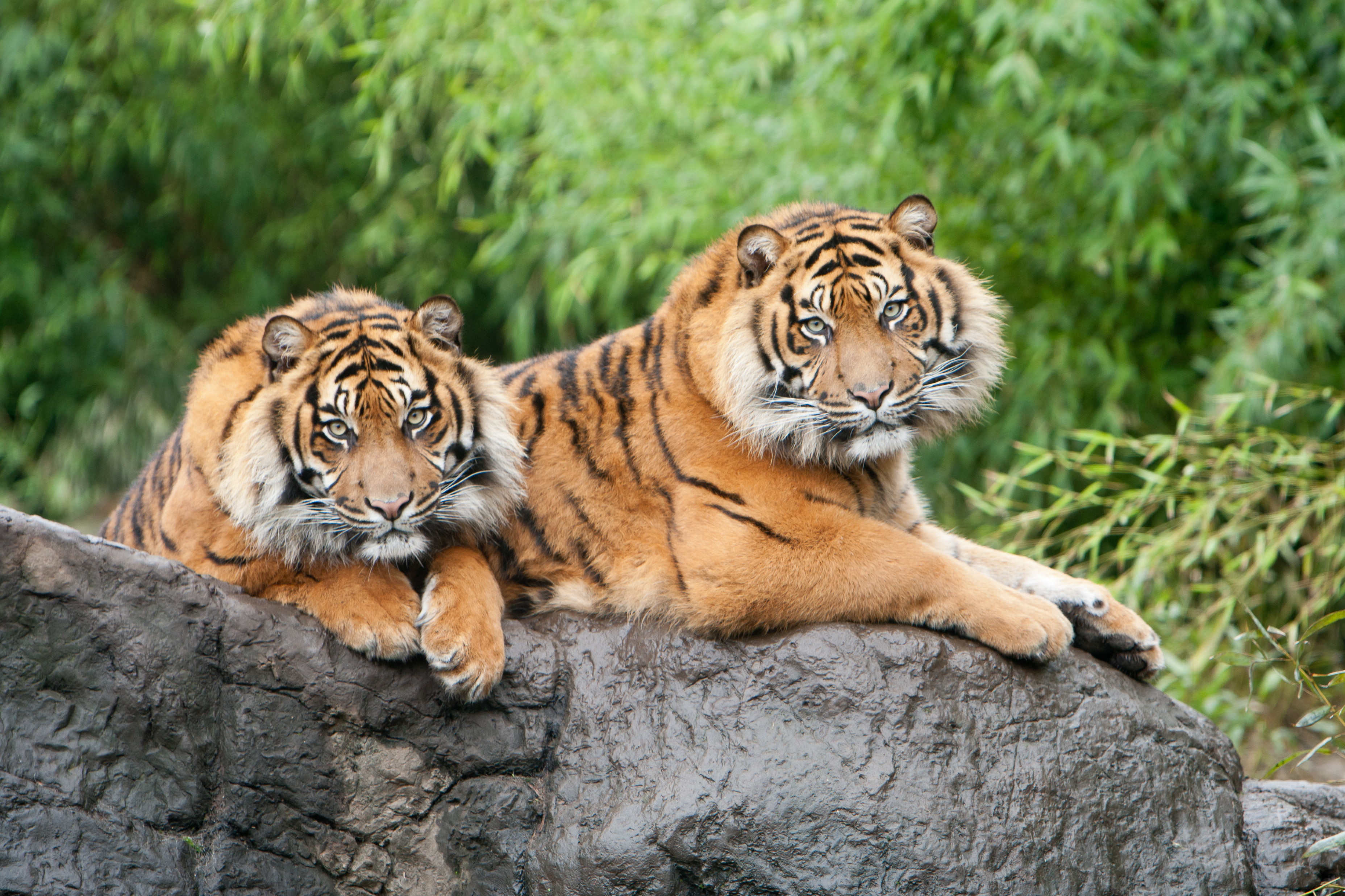 Влюбленные тигры без смс