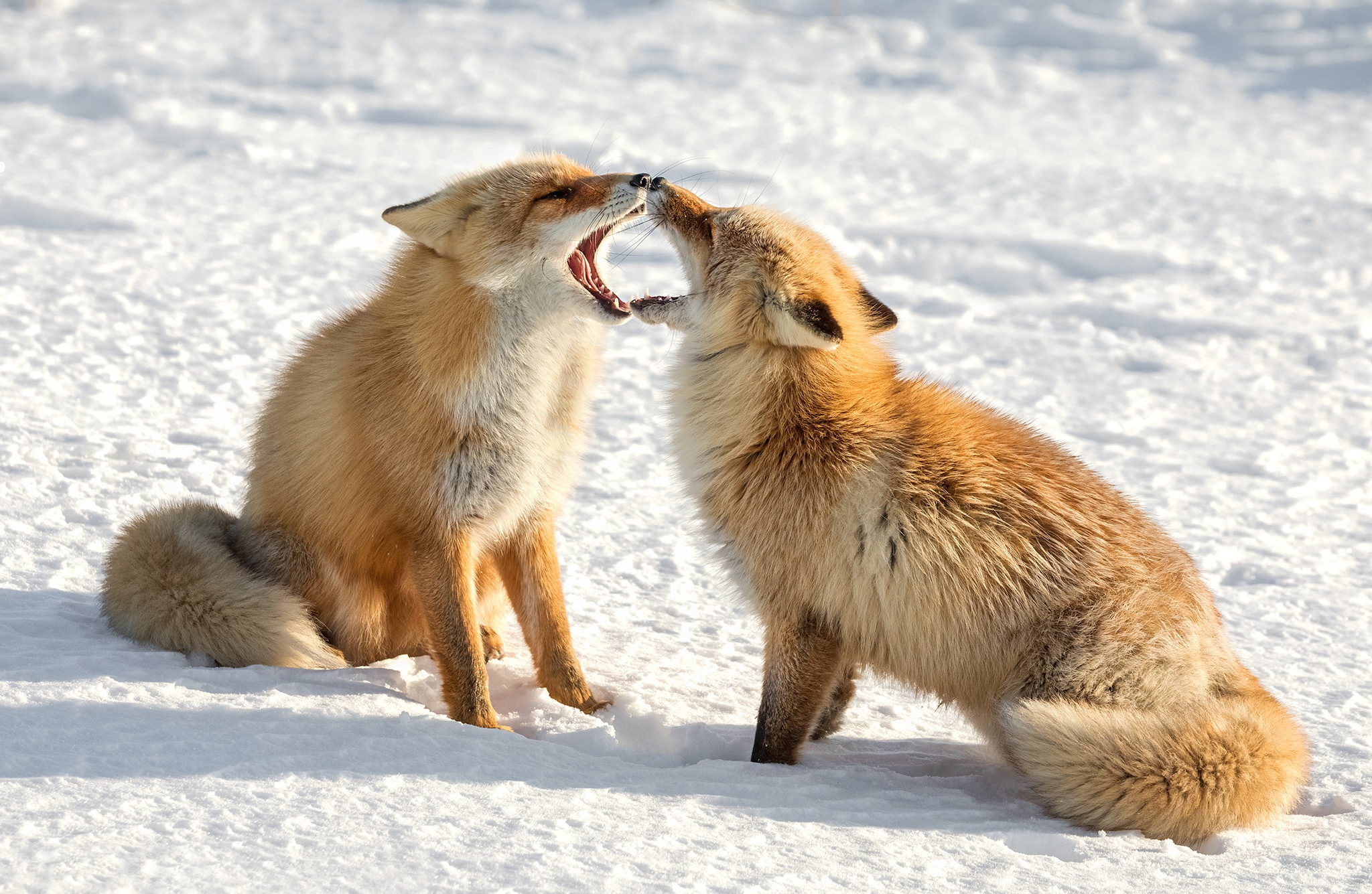 Fox ii. Две лисы. Влюбленные лисы. Лиса в снегу. Лиса с лисятами зимой.
