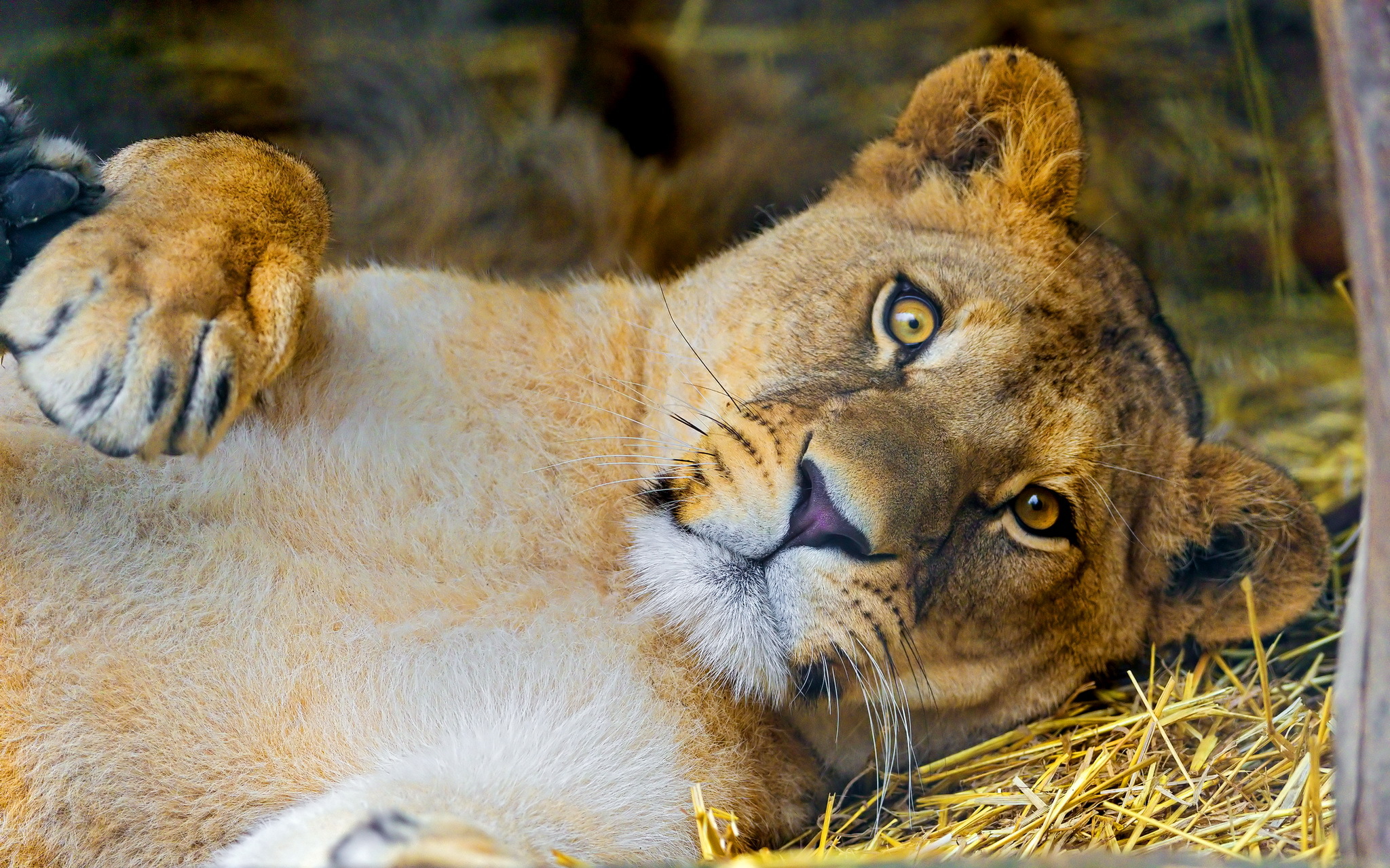 природа животные лев морда nature animals lion muzzle без смс