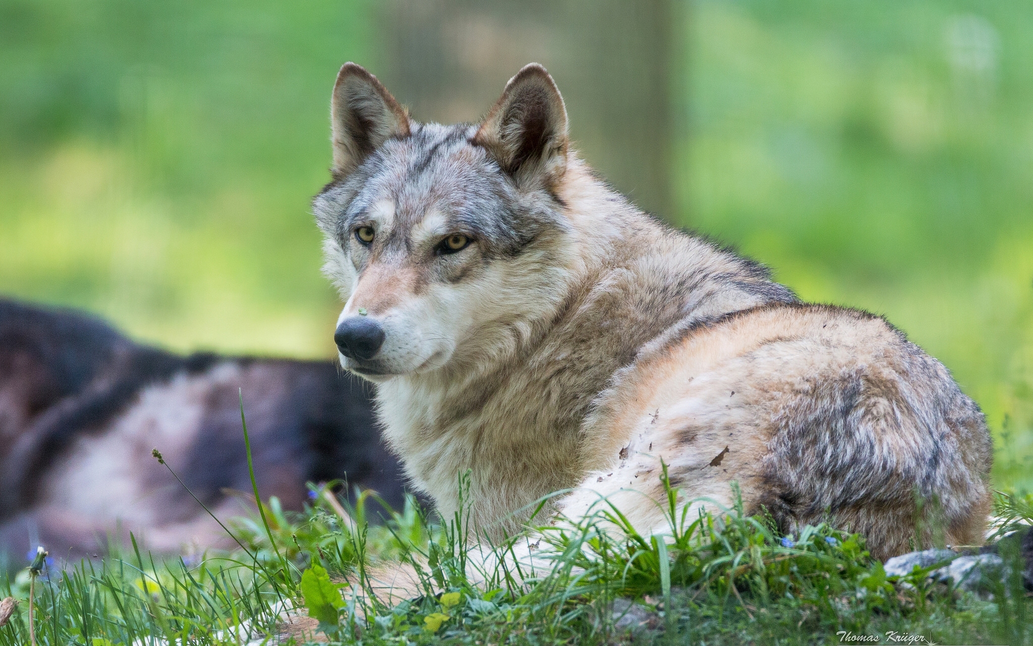 Хорошие качества волков. Волкособ. Волк серый. Матёрый волк фото. Фото Волков красивые.