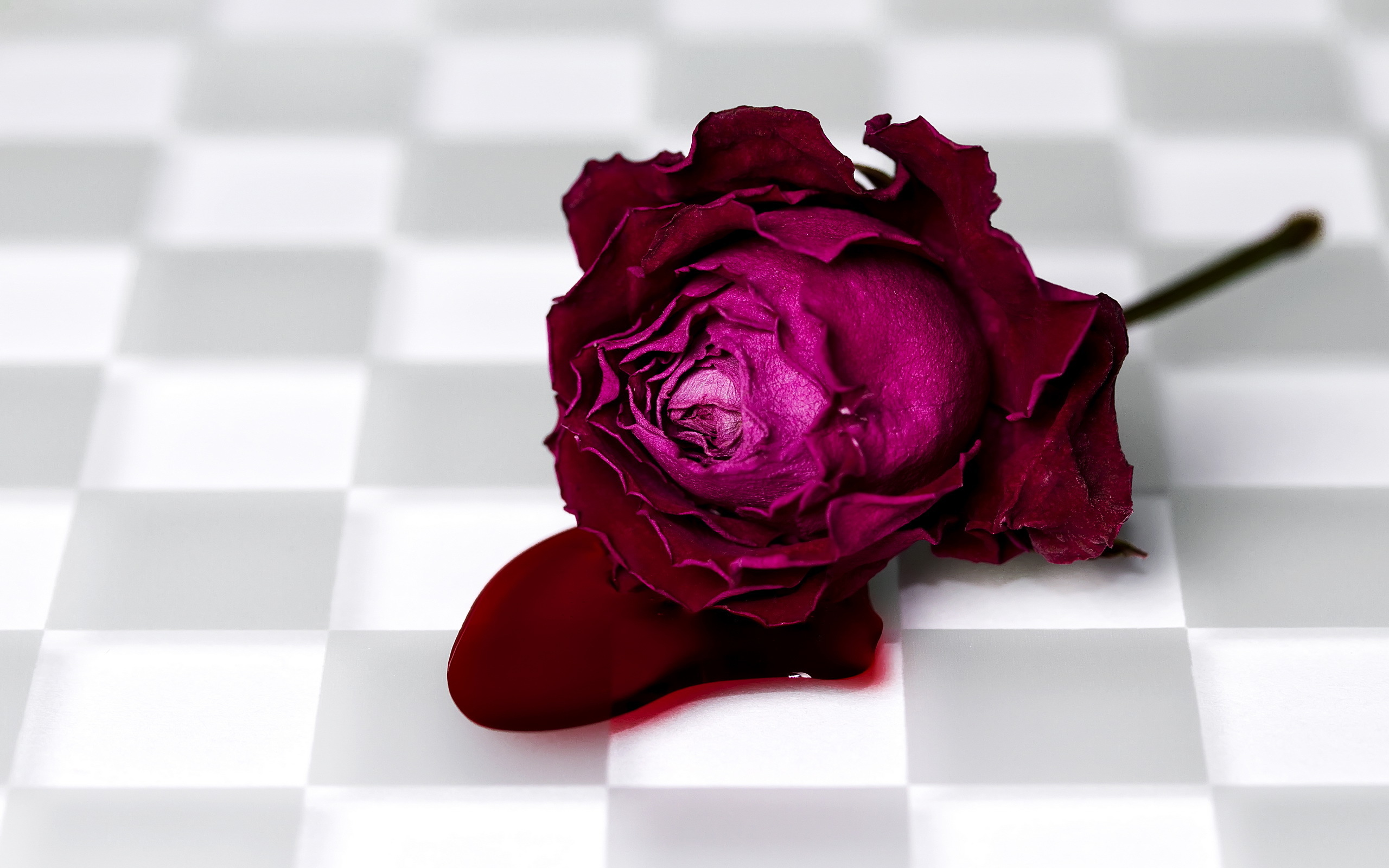 Кровавые цветы 233. Кроваво красные розы. Бордовые розы фон.