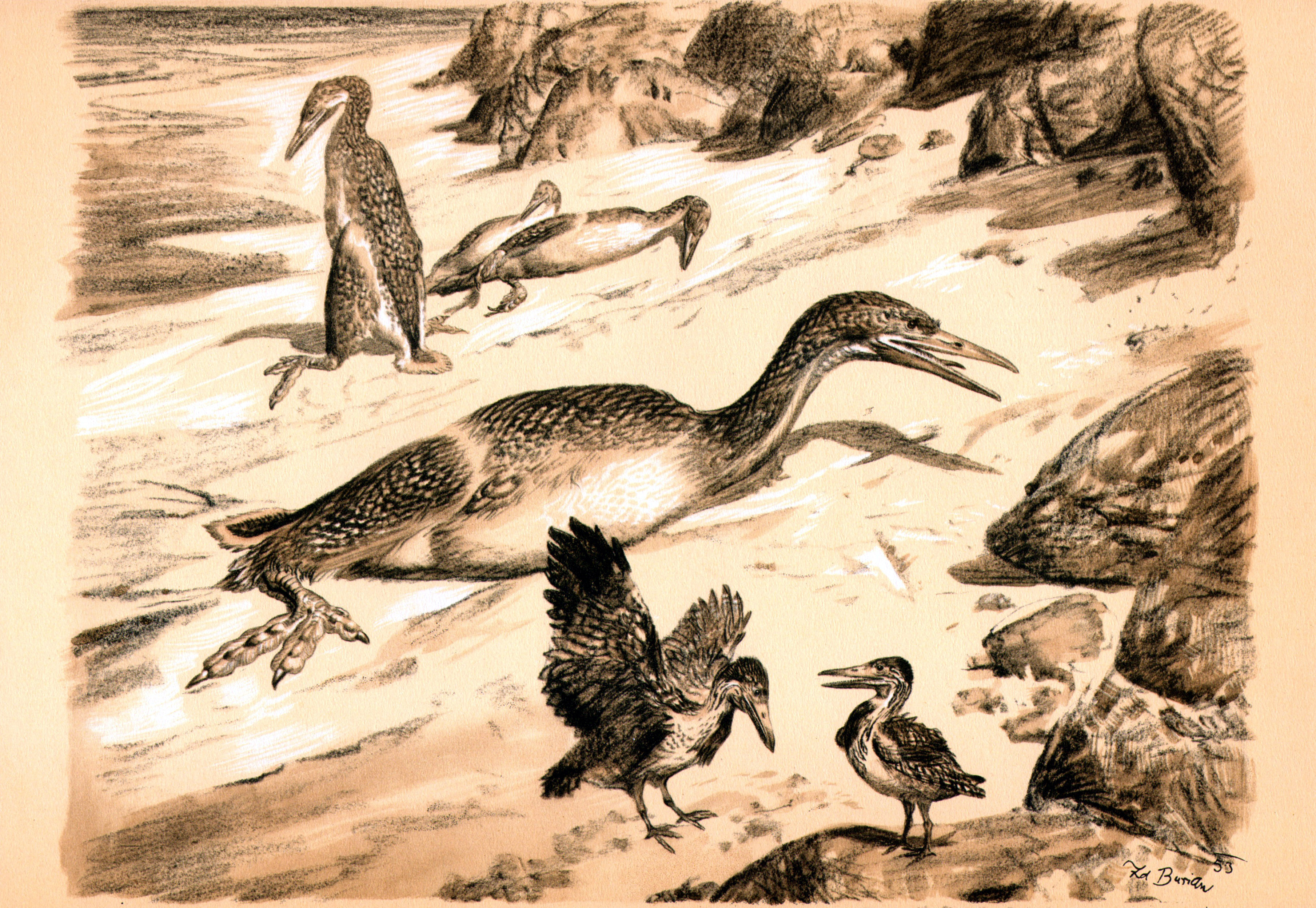 Откуда появились птицы. Зденек Буриан меловой период. ИХТИОРНИС И ГЕСПЕРОРНИС. Зденек Буриан (1905-1981). Зденек Буриан динозавры.