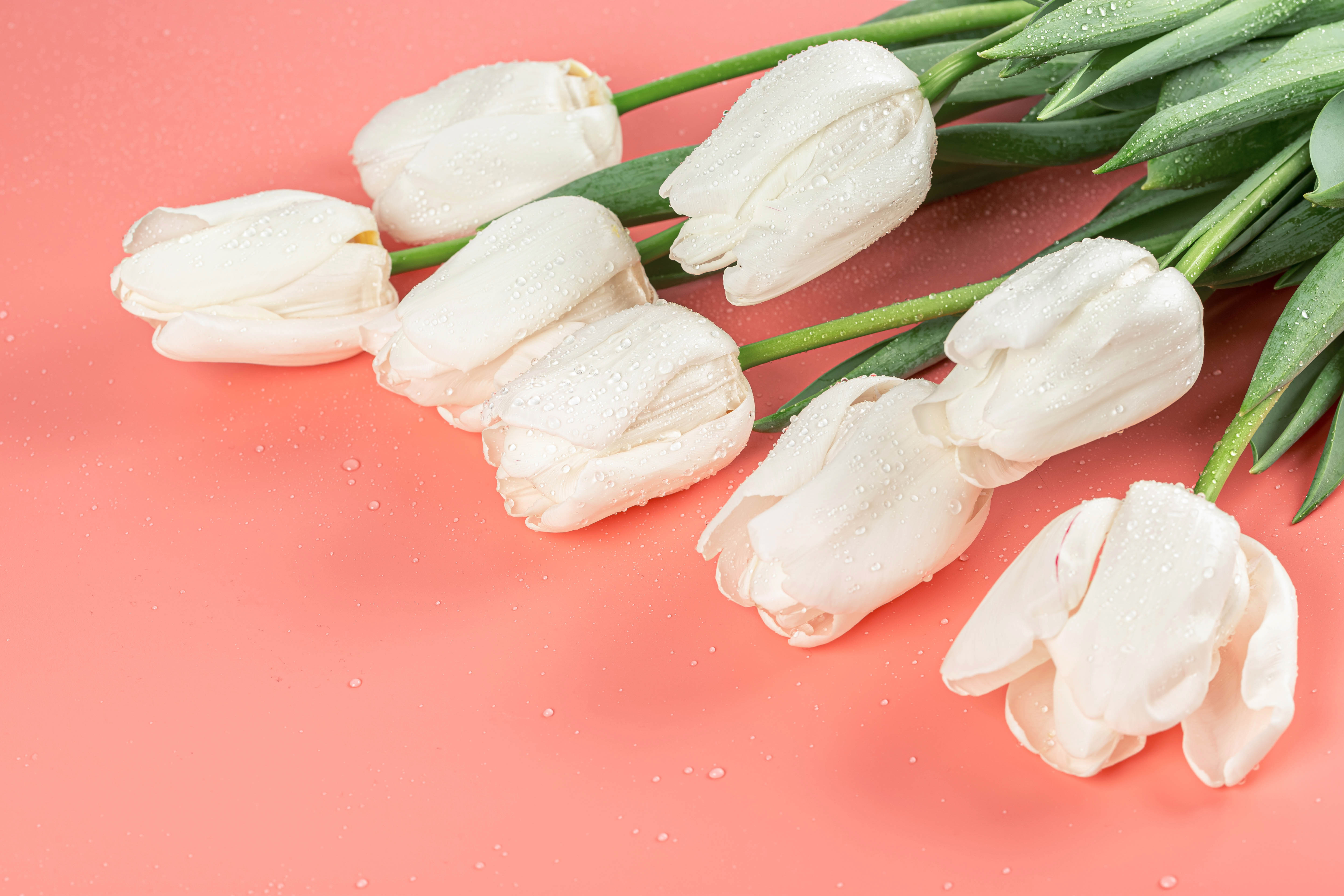 Обои с тюльпанами на телефон. Белые тюльпаны. Цветы тюльпаны белые. Нежные тюльпаны. Розовые тюльпаны.
