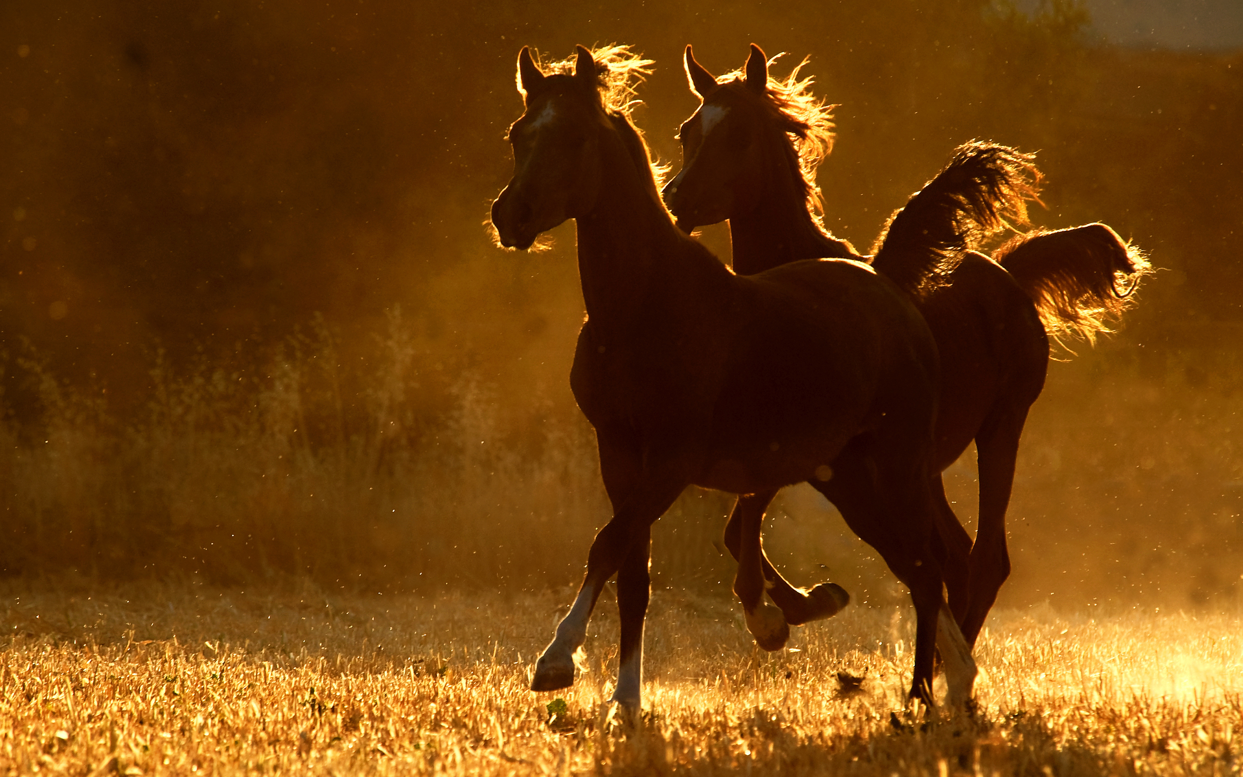 Charming horses this is the life. Прекрасные лошади. Лошадь бежит. Конь на закате. Две лошади бегут.