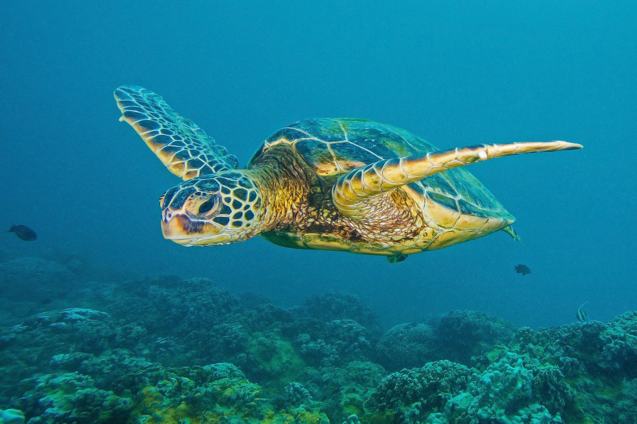 черепаха океан подводный без смс