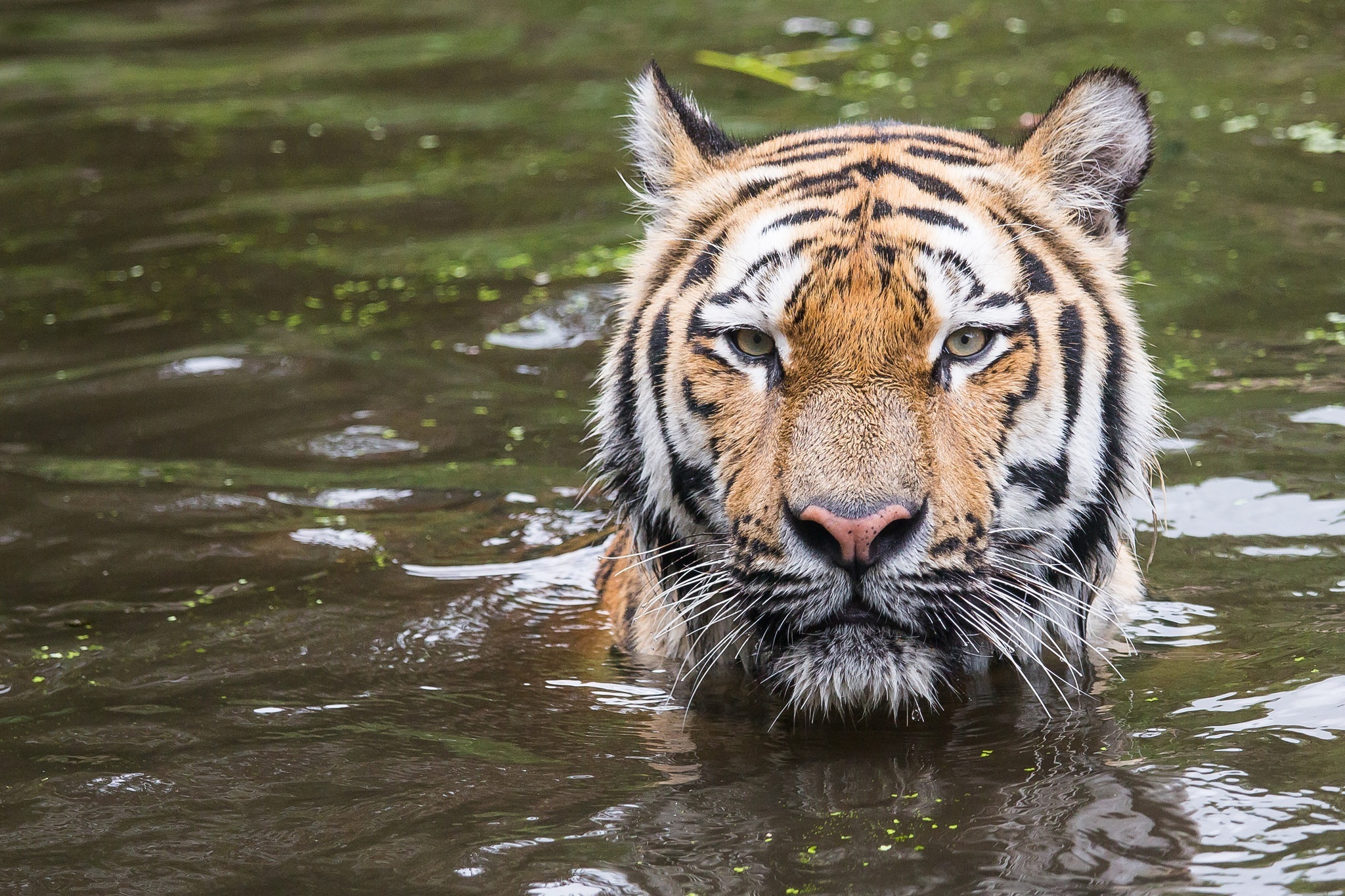 природа животные тигр голова скачать