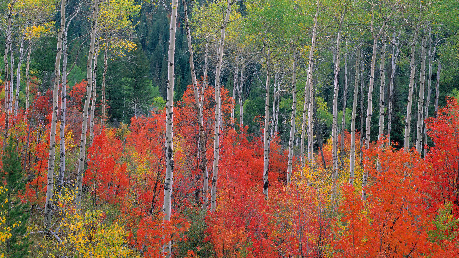 Березы осень лес деревья без смс