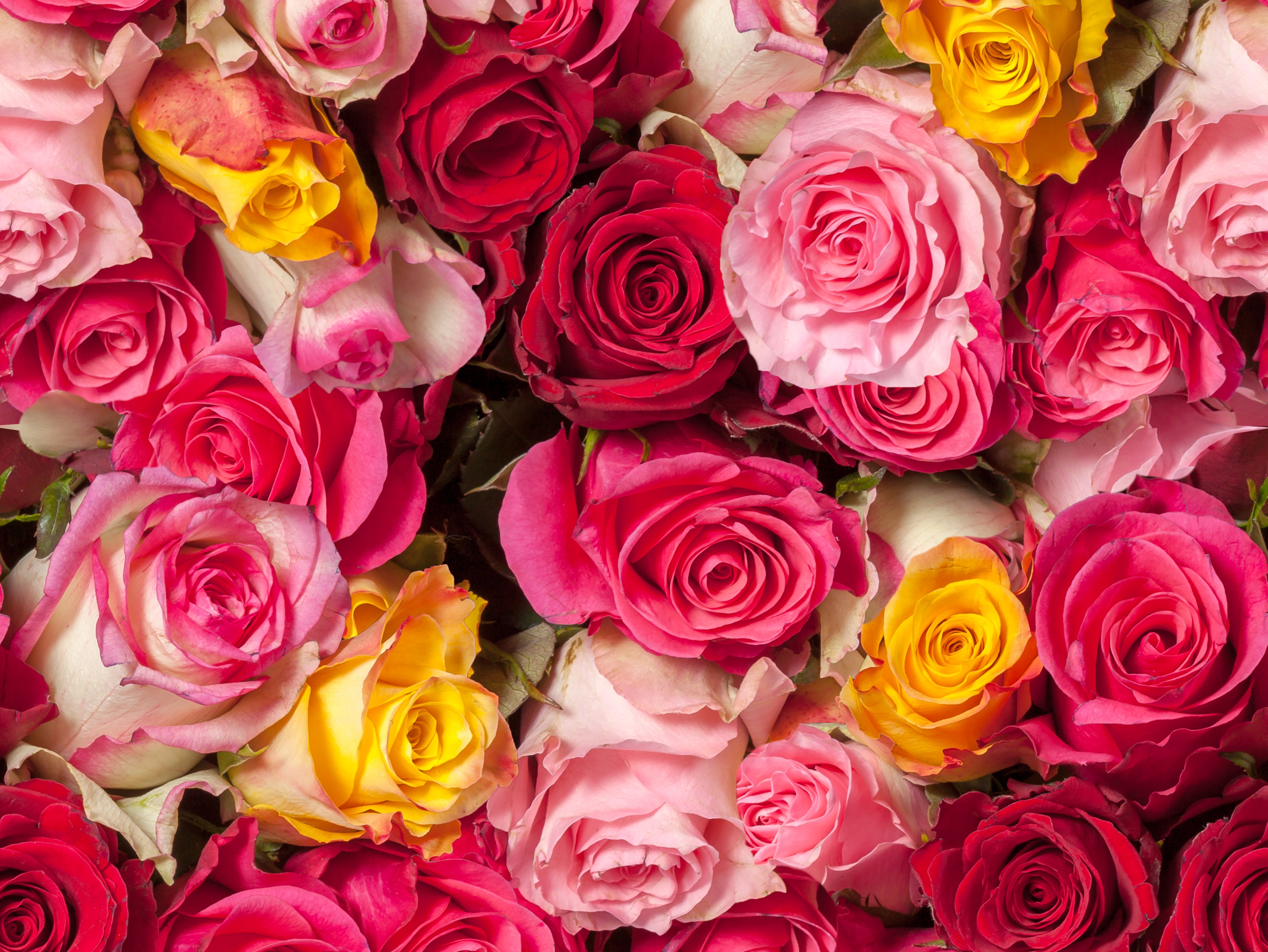 Много цветов на столе. Ранункулюс. Разноцветные цветы. Много роз. Красивые яркие цветы.