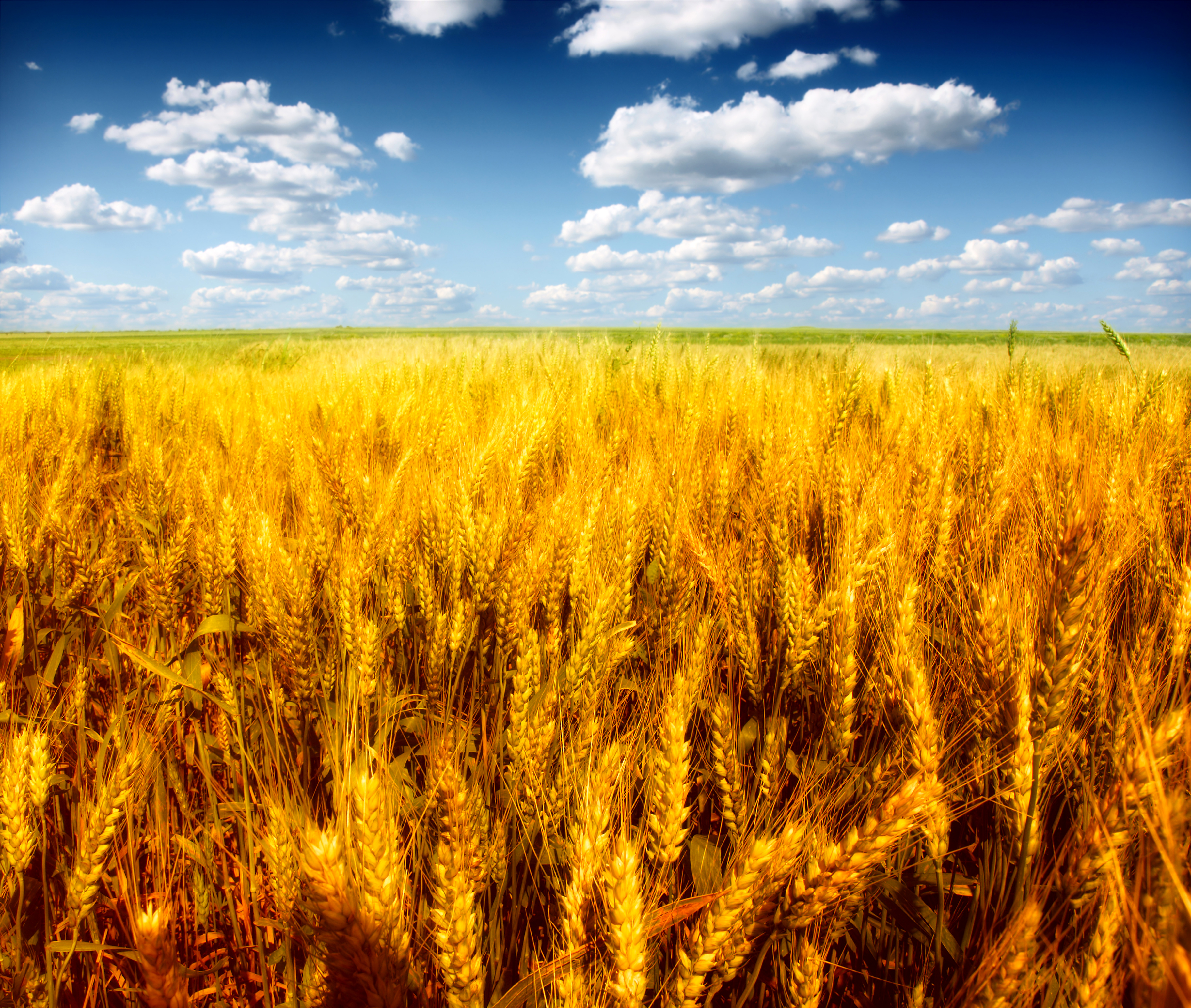 Виднелось желтое поле. Колосится Нива Золотая. Поле пшеницы. Золотистые поля. Поле с колосьями.