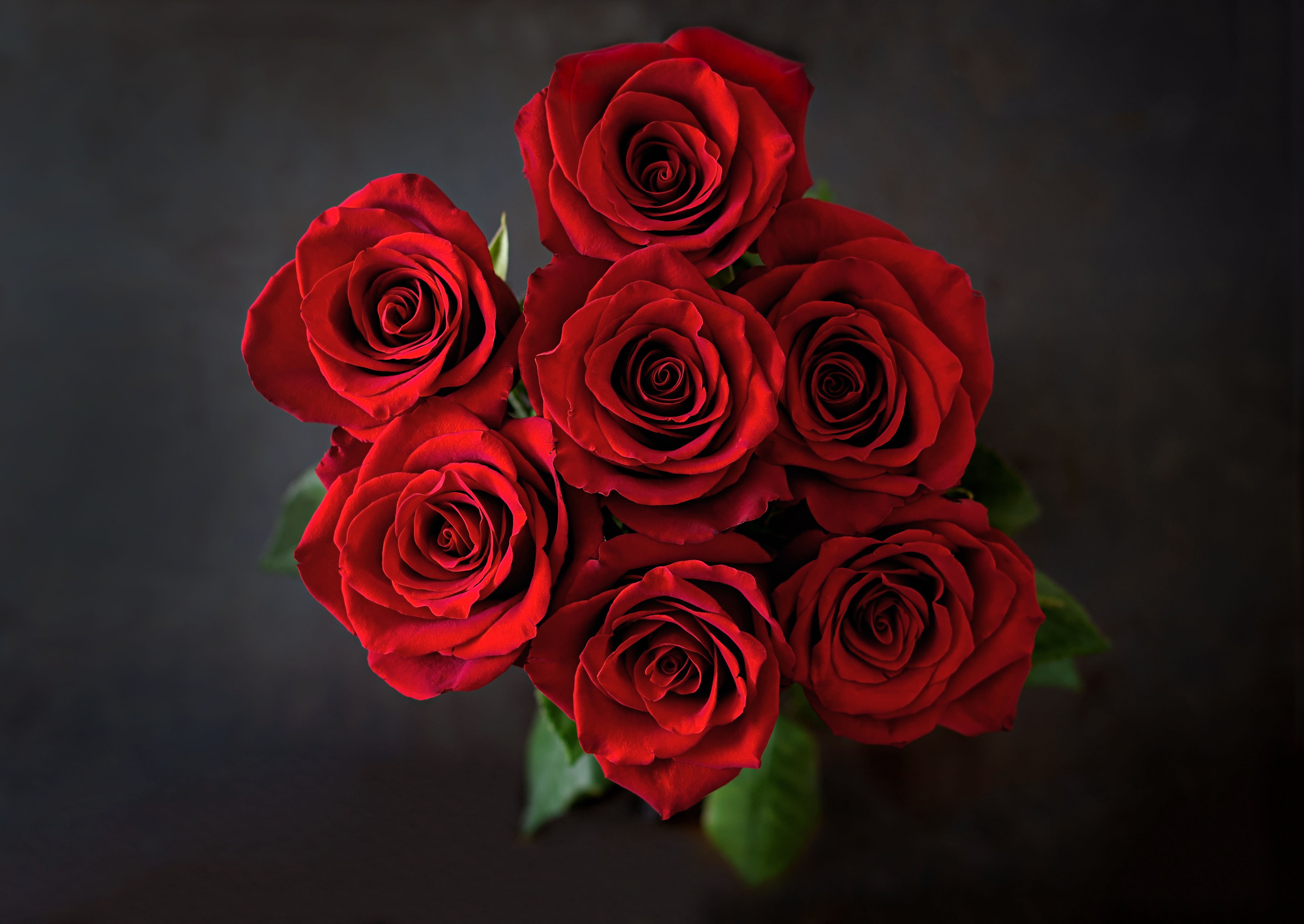 Темно алые розы а на душе. Красные розы. Красные розы обои. Цветы розы красные.