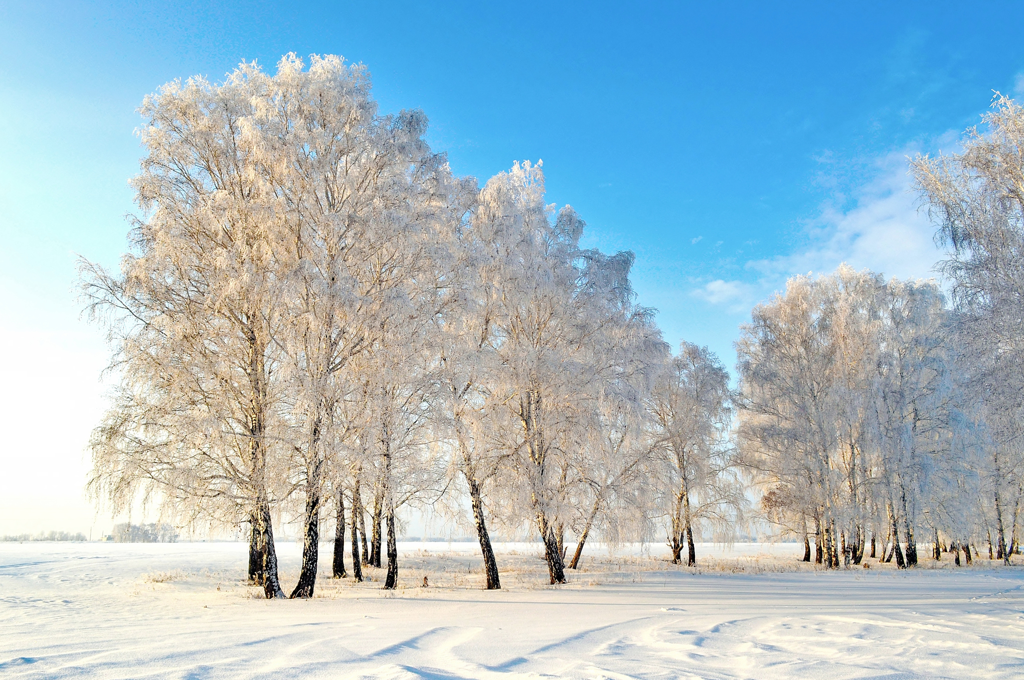 природа деревья зима nature trees winter бесплатно
