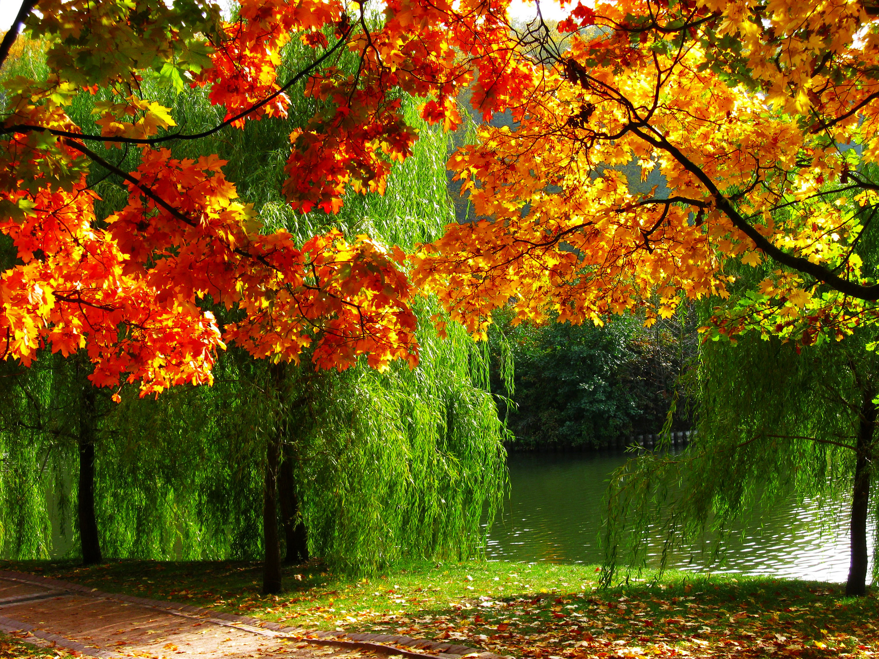 Осень листья речка без смс