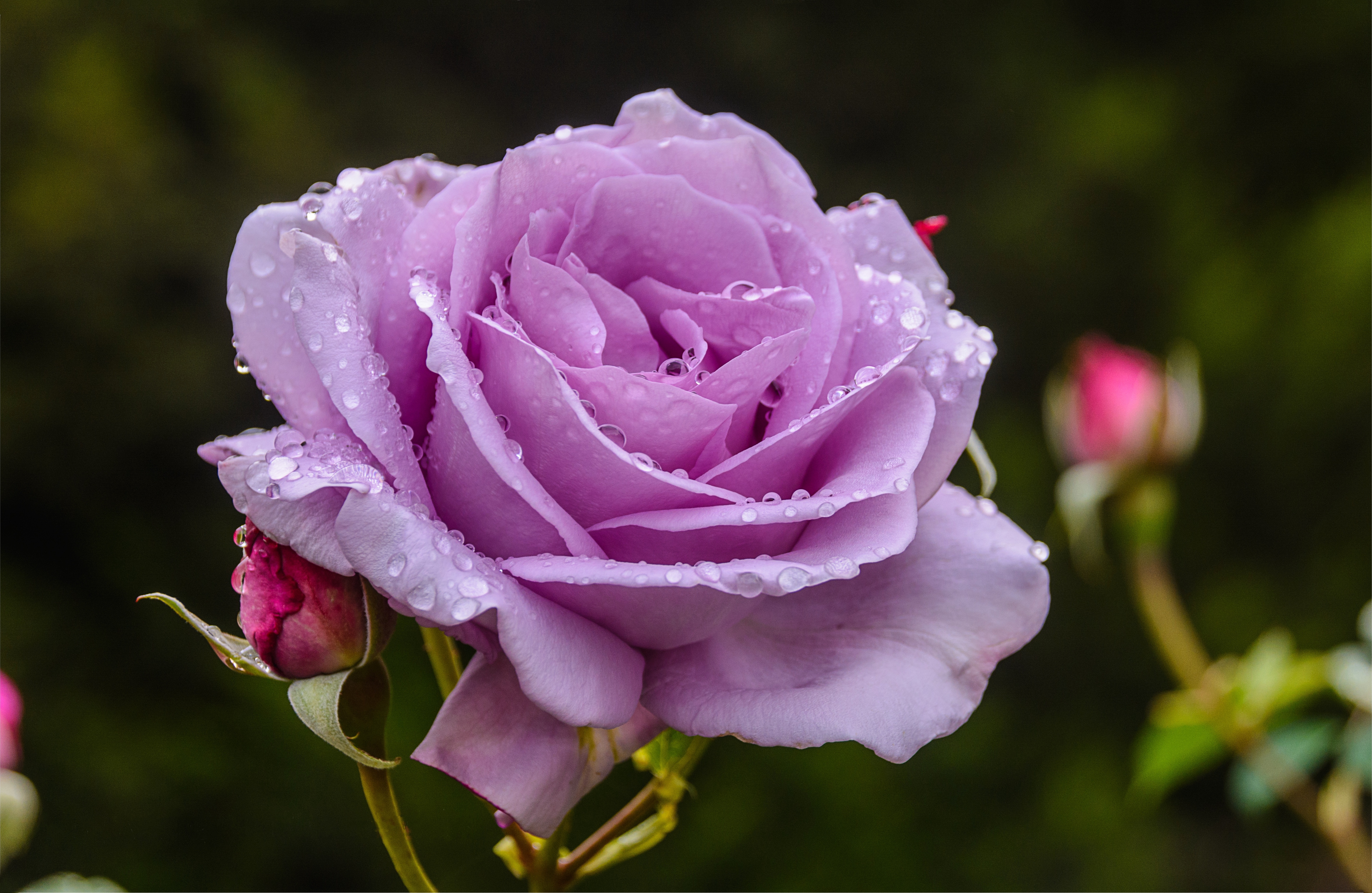 Картинки розы. Роза Эминенс. Роза Аврора чайно-гибридная. Роза троянда. Роза галакси.