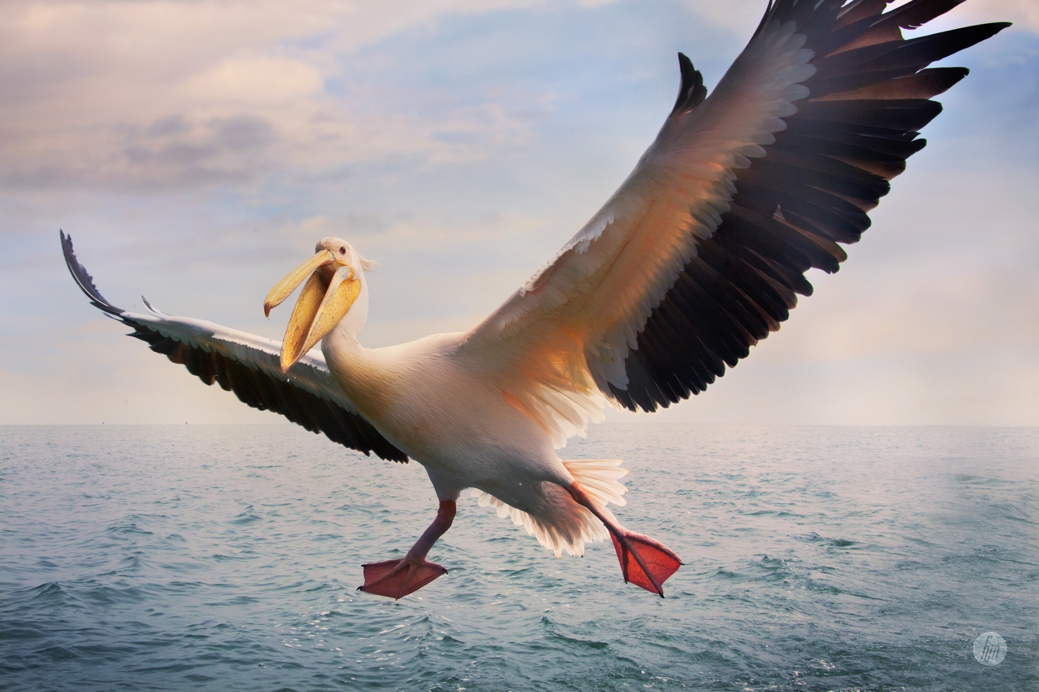 Пеликан фото животного в хорошем качестве