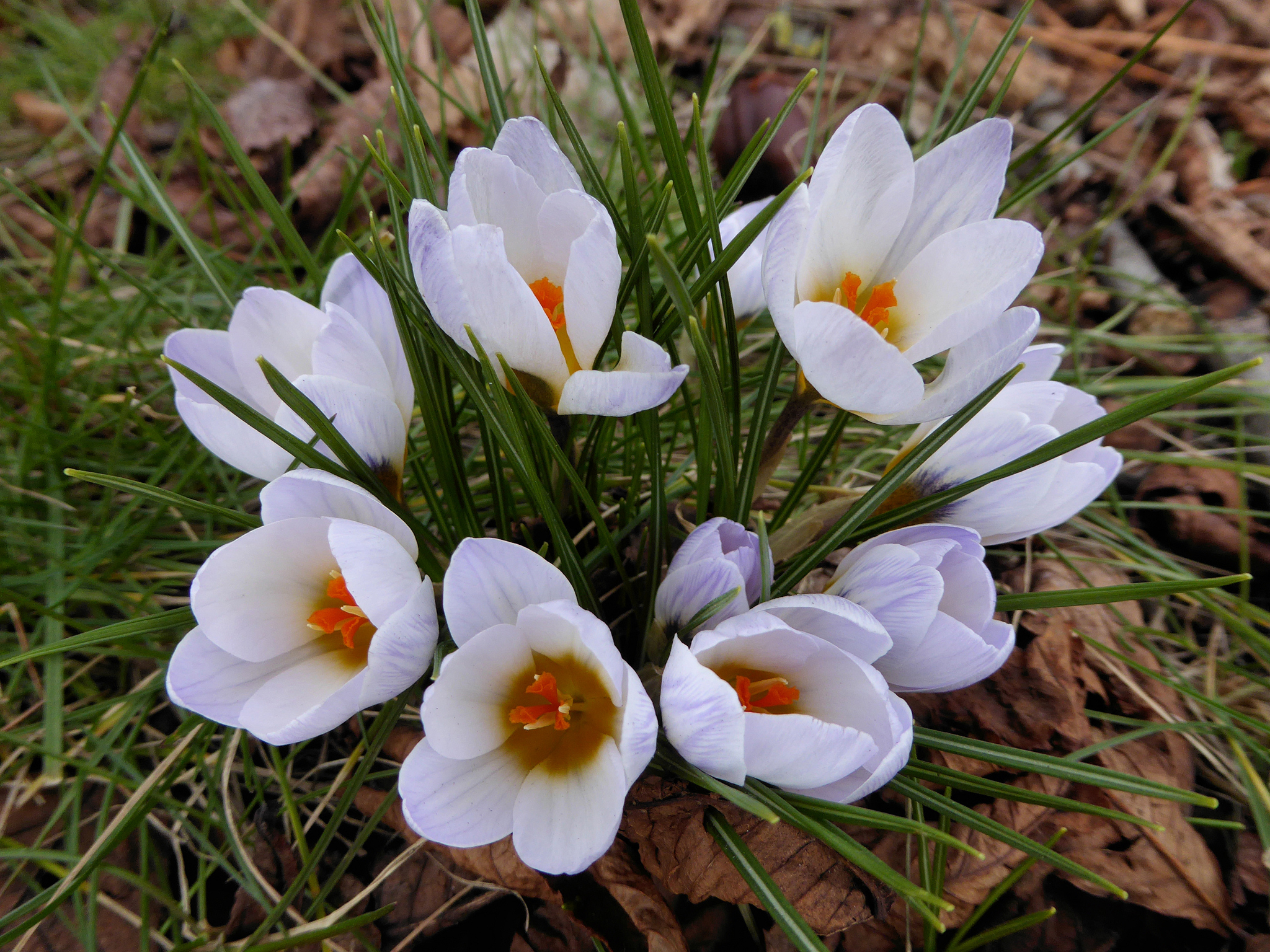 Жизнь после крокуса. Крокус Шафран цветок. Крокусы Шафран белые. Крокус цветок белый. Первоцвет Крокус белый.