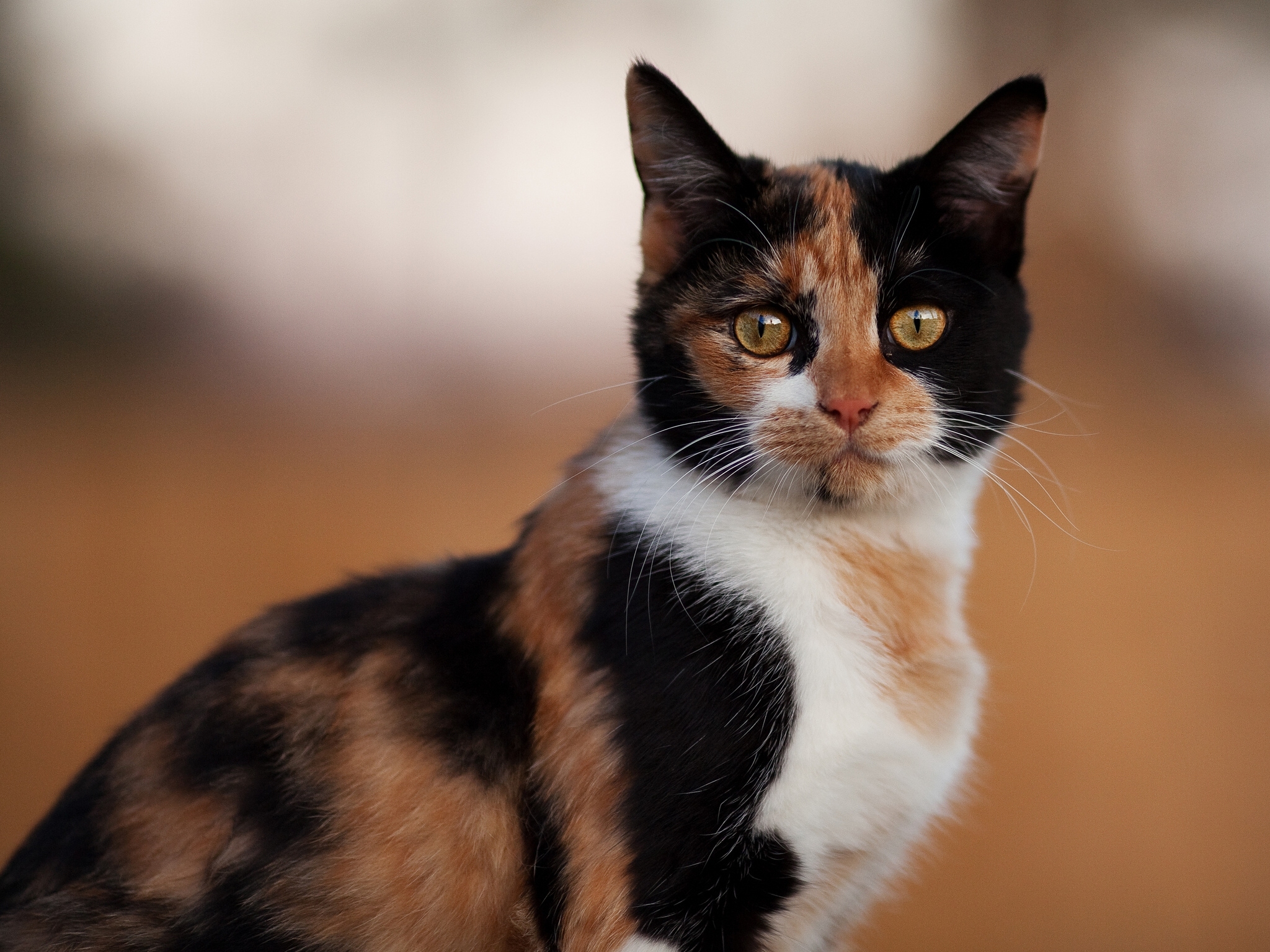 Бывают ли трехцветные кошки. Порода Калико. Трехцветная черепаховая кошка. Черепаховая кошка Калико. Трехцветные кошки Калико.
