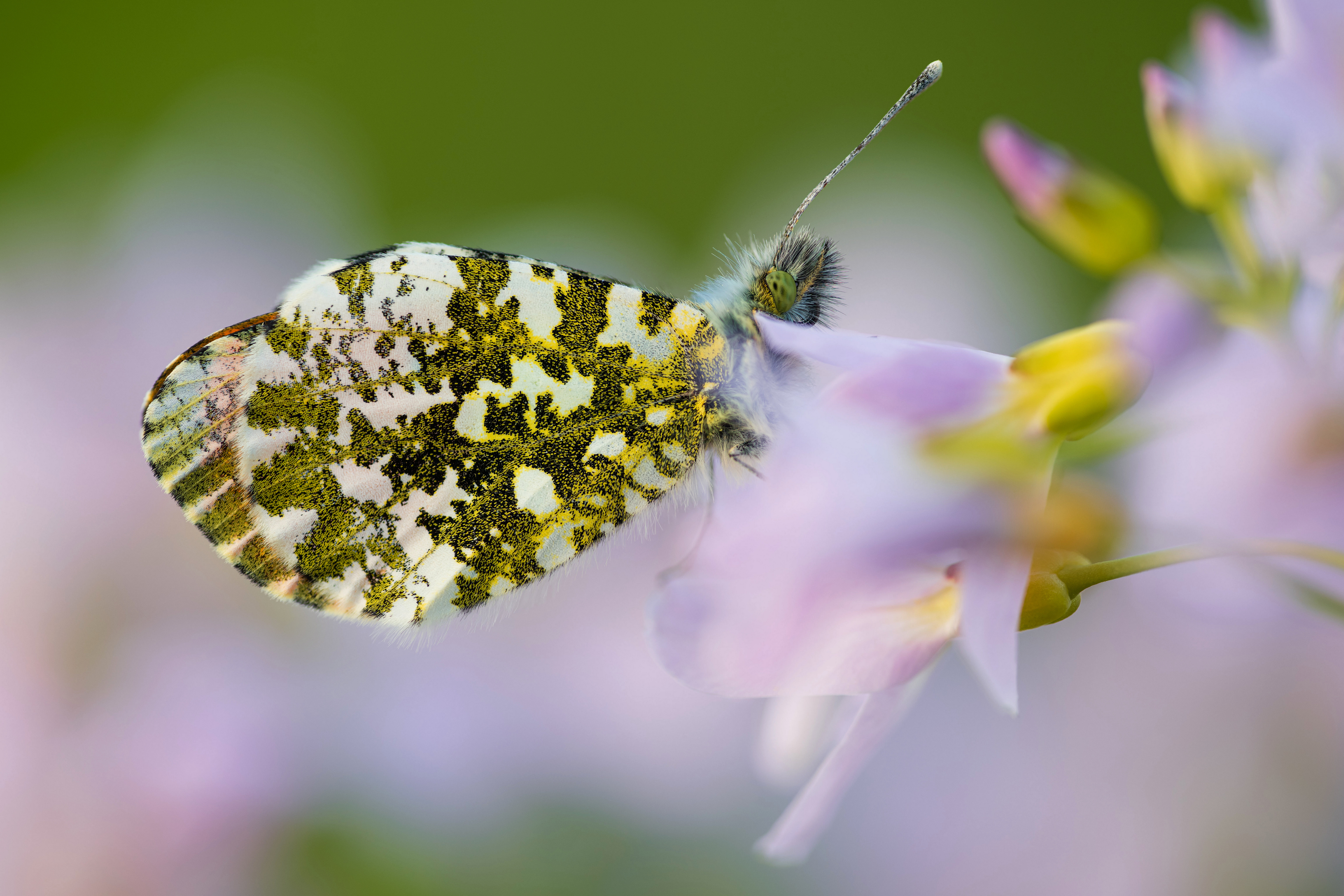Фотография Бабочки Насекомые anthocharis cardamines Животные Крупным планом 4500x3000 бабочка насекомое вблизи животное