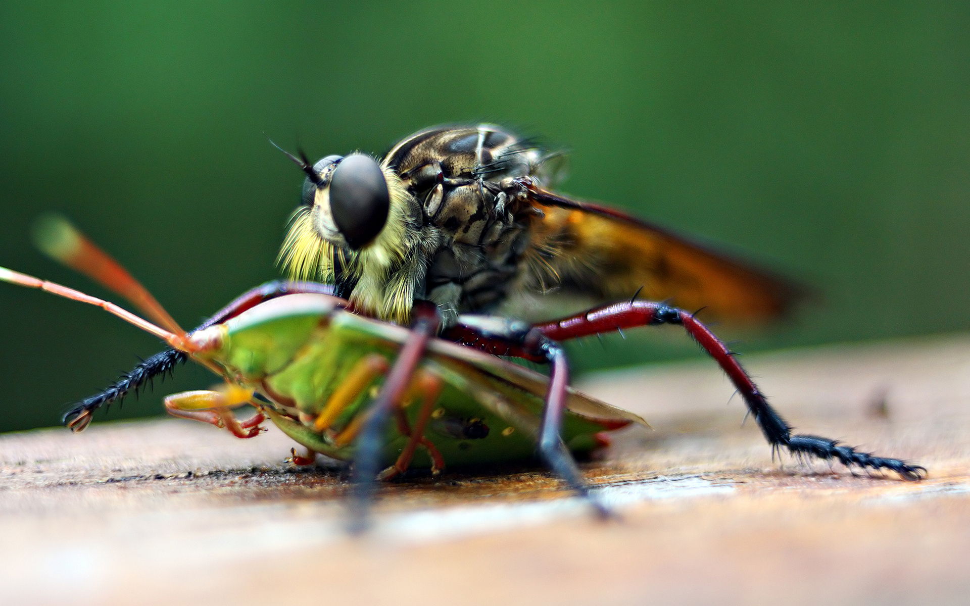муха животное макро насекомое природа скачать