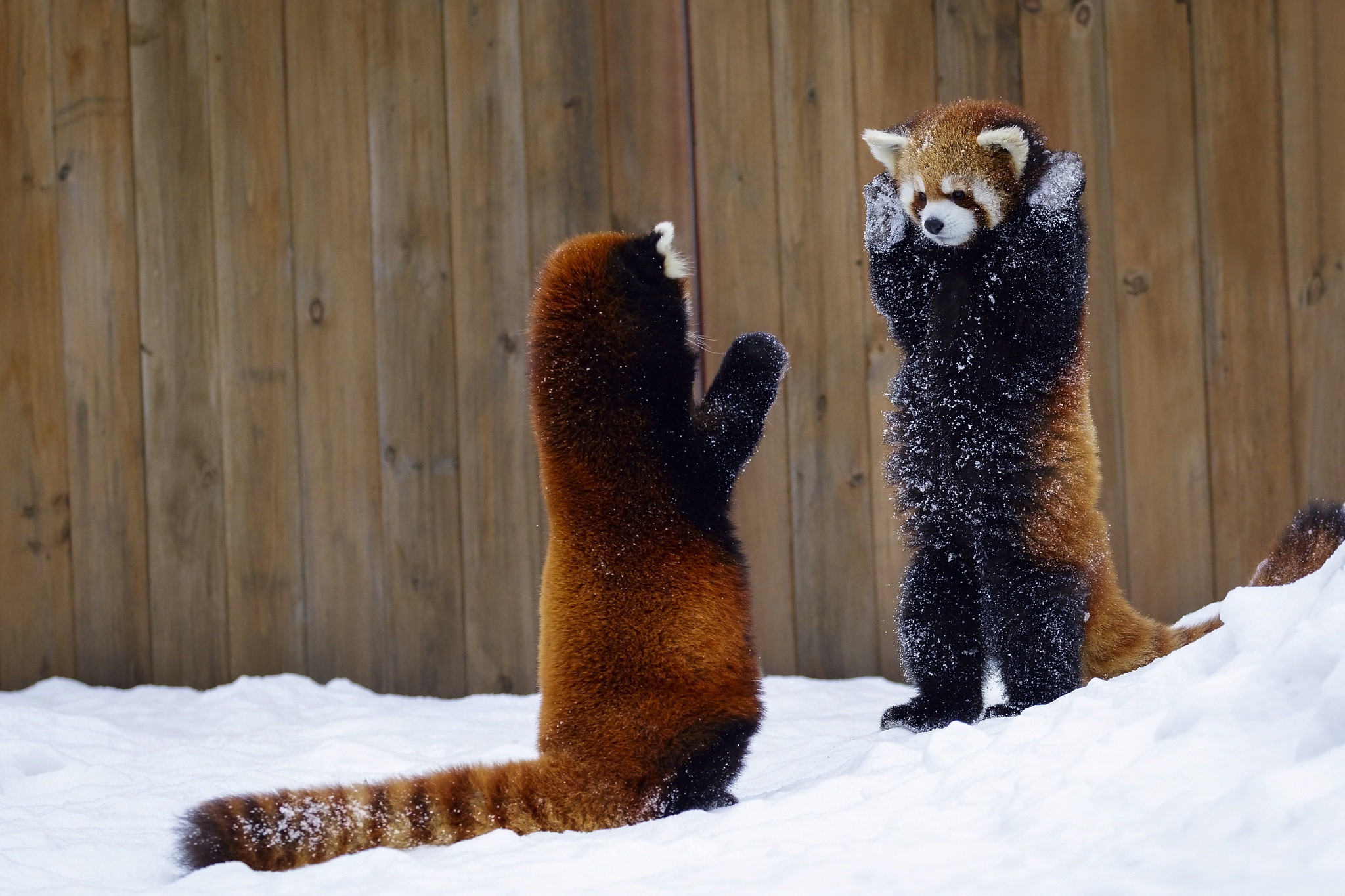Какие отношения складываются между медведем и лисицей. Енотовидная Панда. Малая красная Панда. Красная енотовидная Панда. Красная Панда фото.