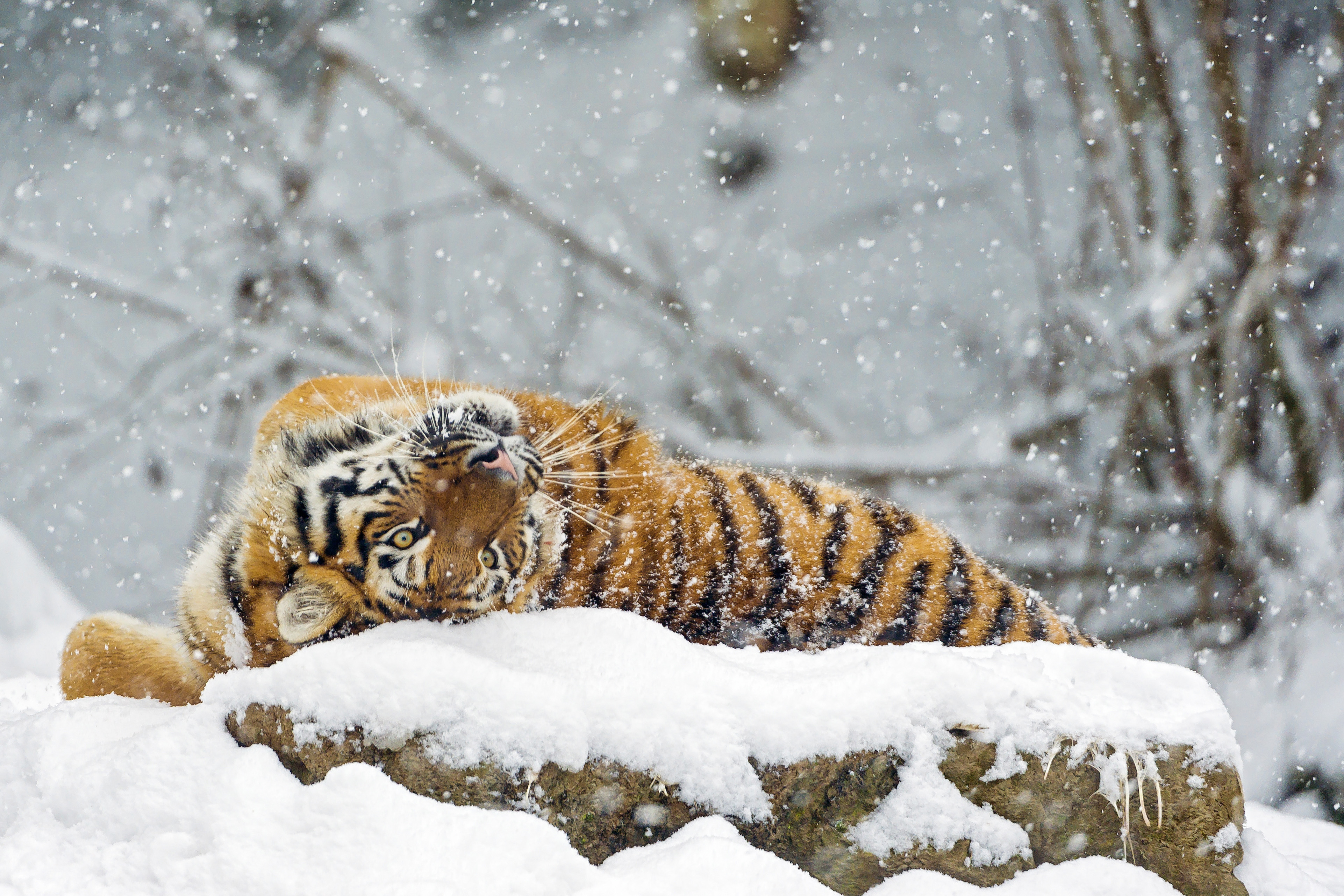 природа животные снег зима ягуар без смс