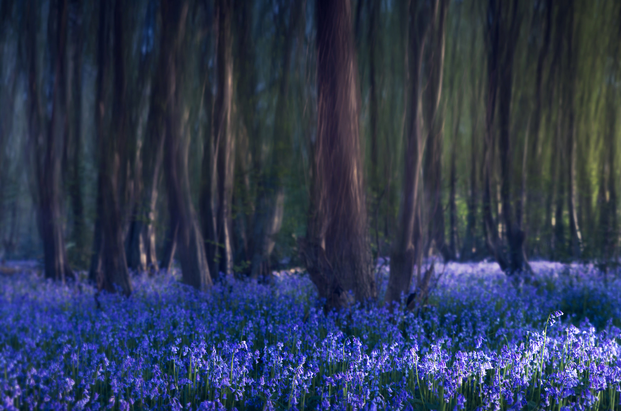 Колокольчик цветок в лесу. Лес Халлербос. Лес Халлербос Бельгия. Hallerbos - синий лес. Сказочный синий лес «Халлербос», Бельгия..