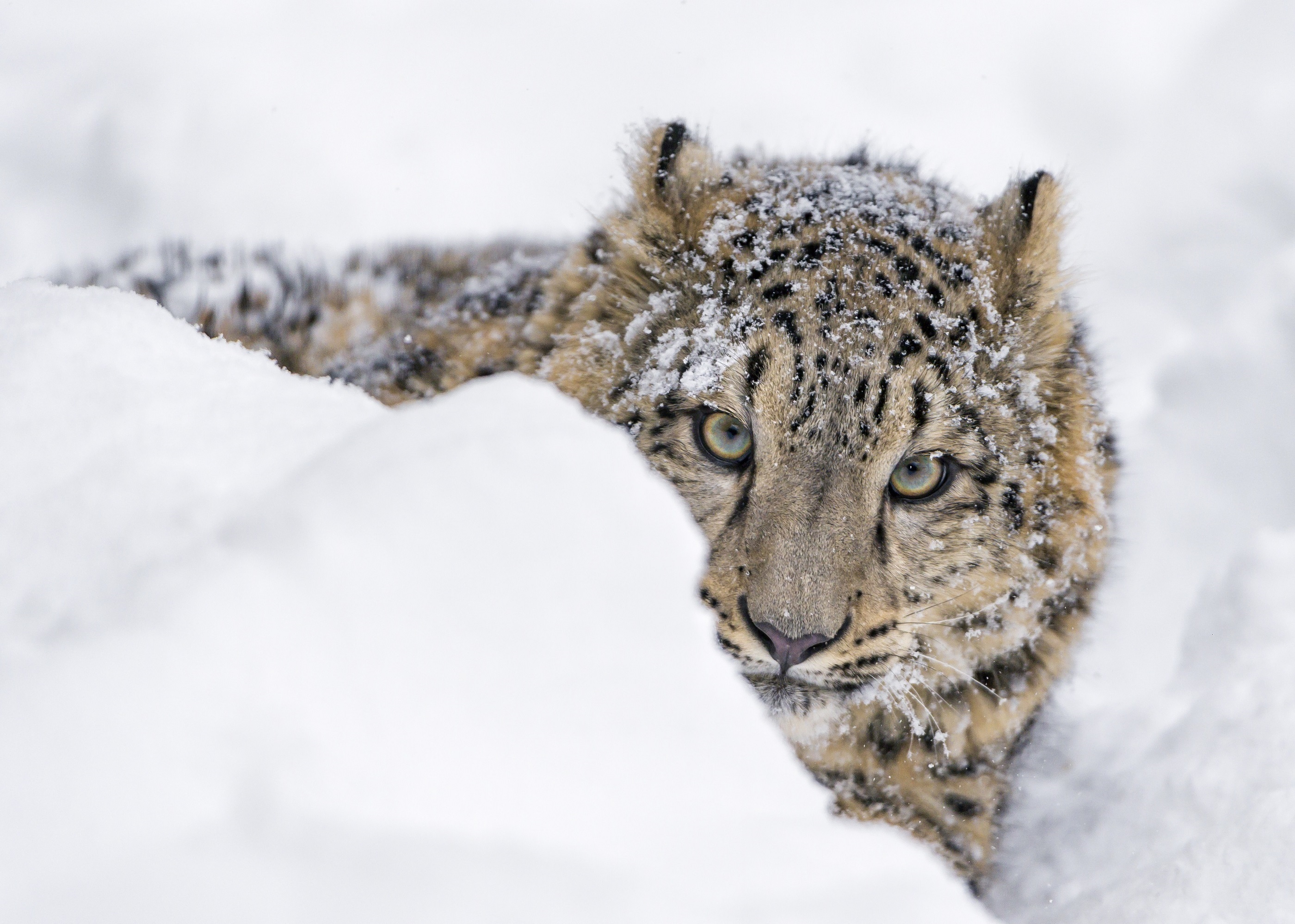 леопард на снегу загрузить