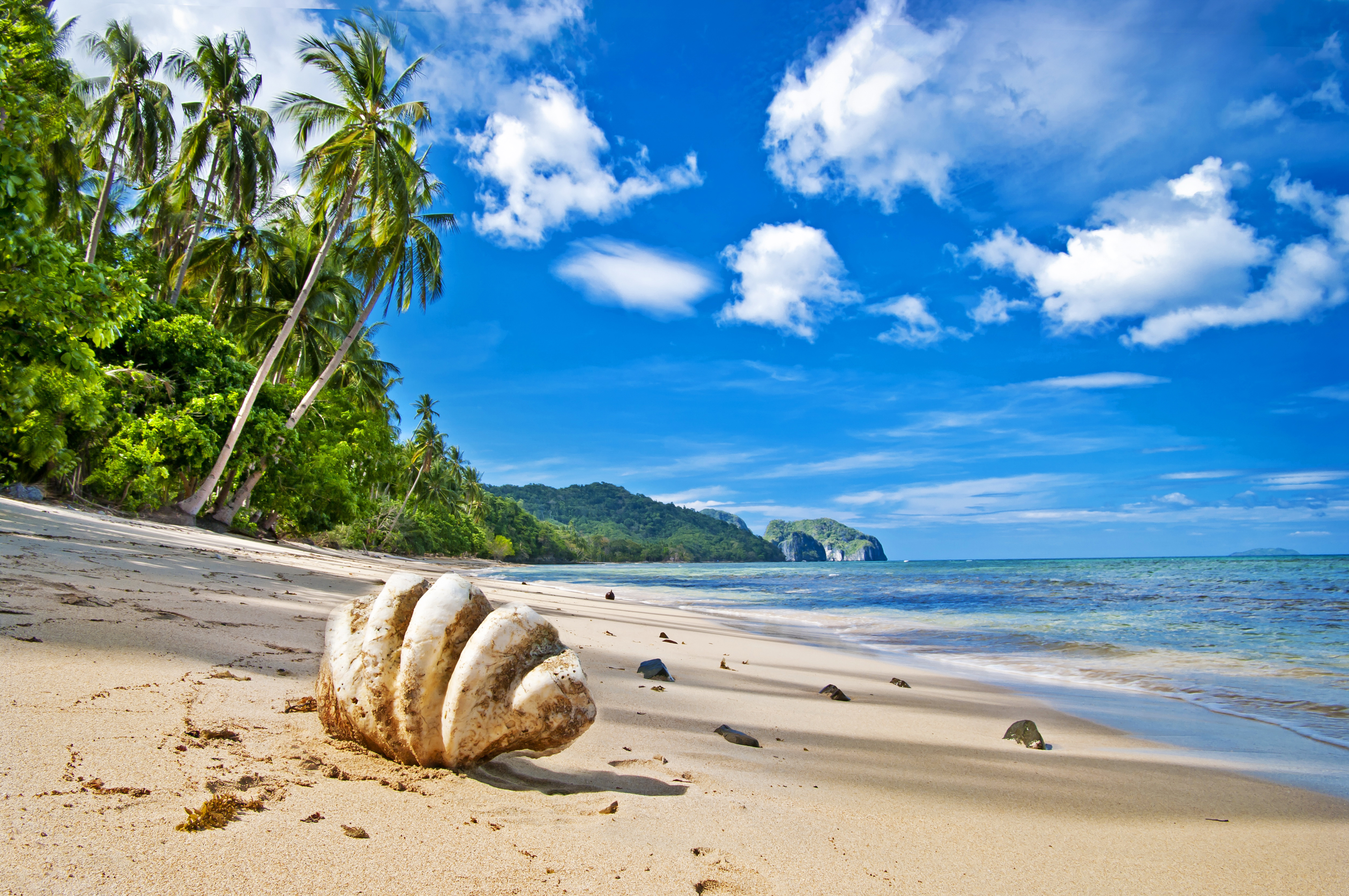 ...берег, пальма, пальм, песка, песке, пляжа, пляже, пляжи обои картинки ск...