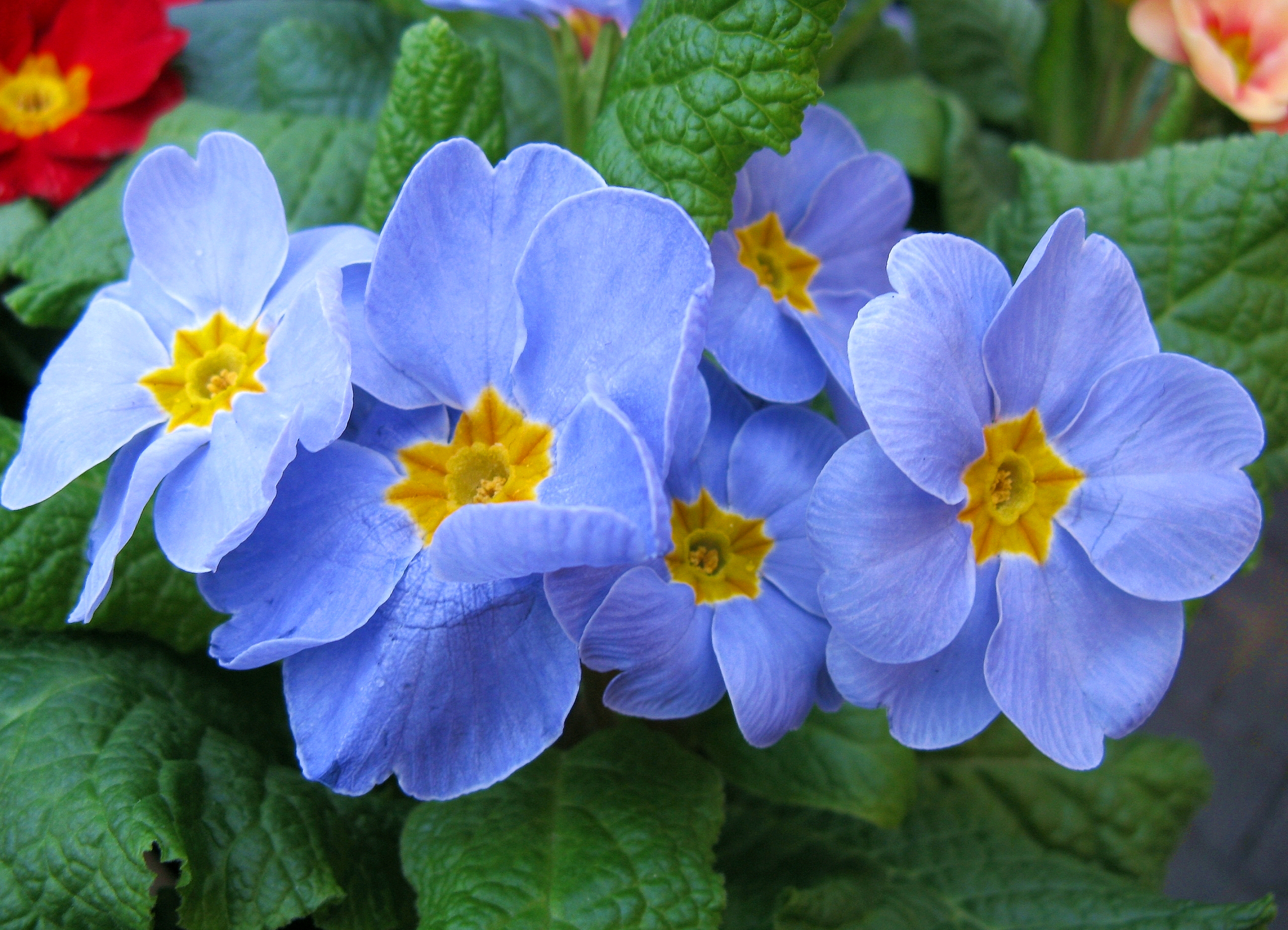 Голубые первоцветы название. Примула цветок. Примула многолетняя синяя. Примула цветок первоцвет. Примула цветок голубая.