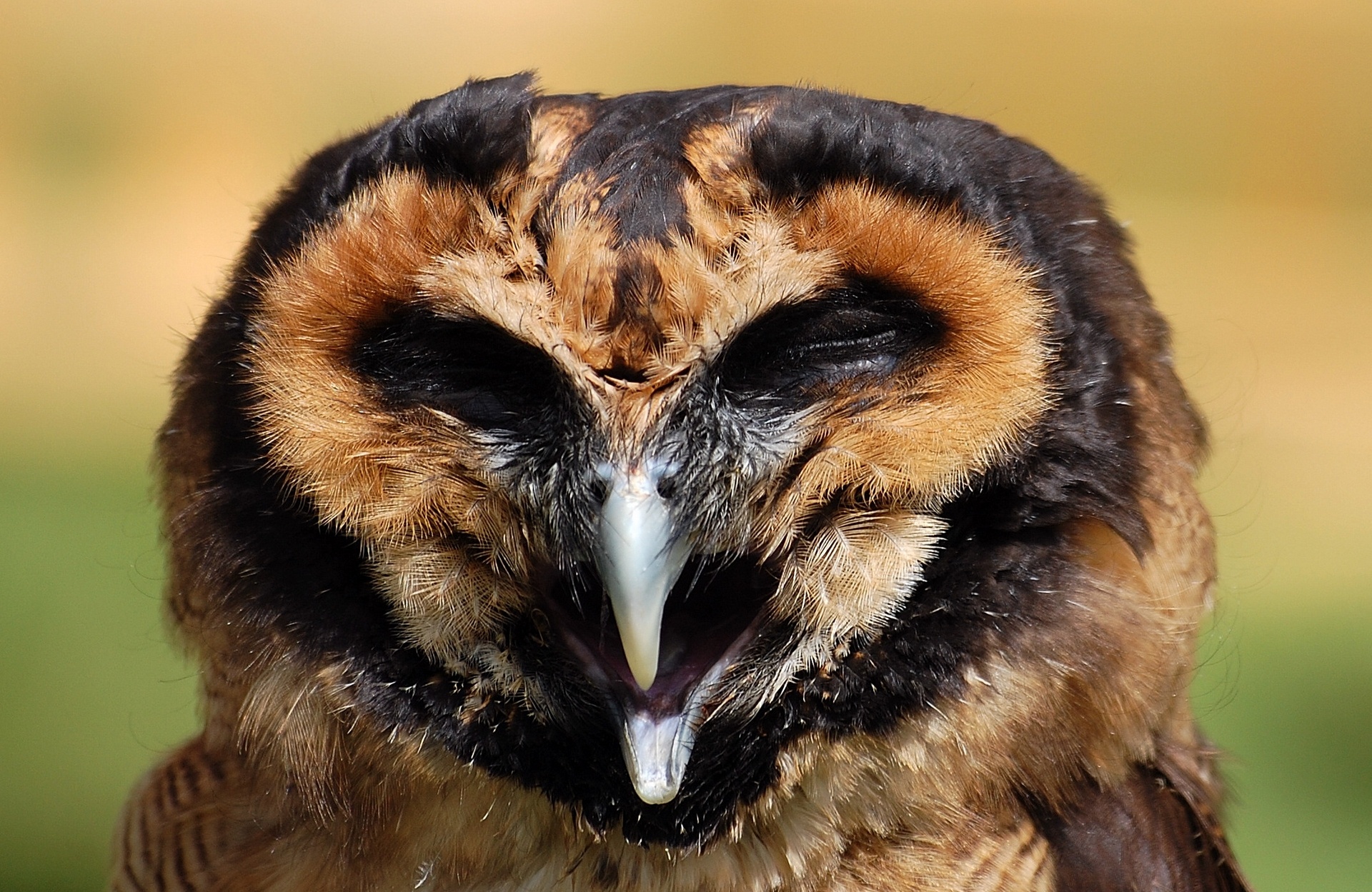 Фото сова Птицы Клюв Голова животное 1920x1249 совы птица Совообразные головы Животные