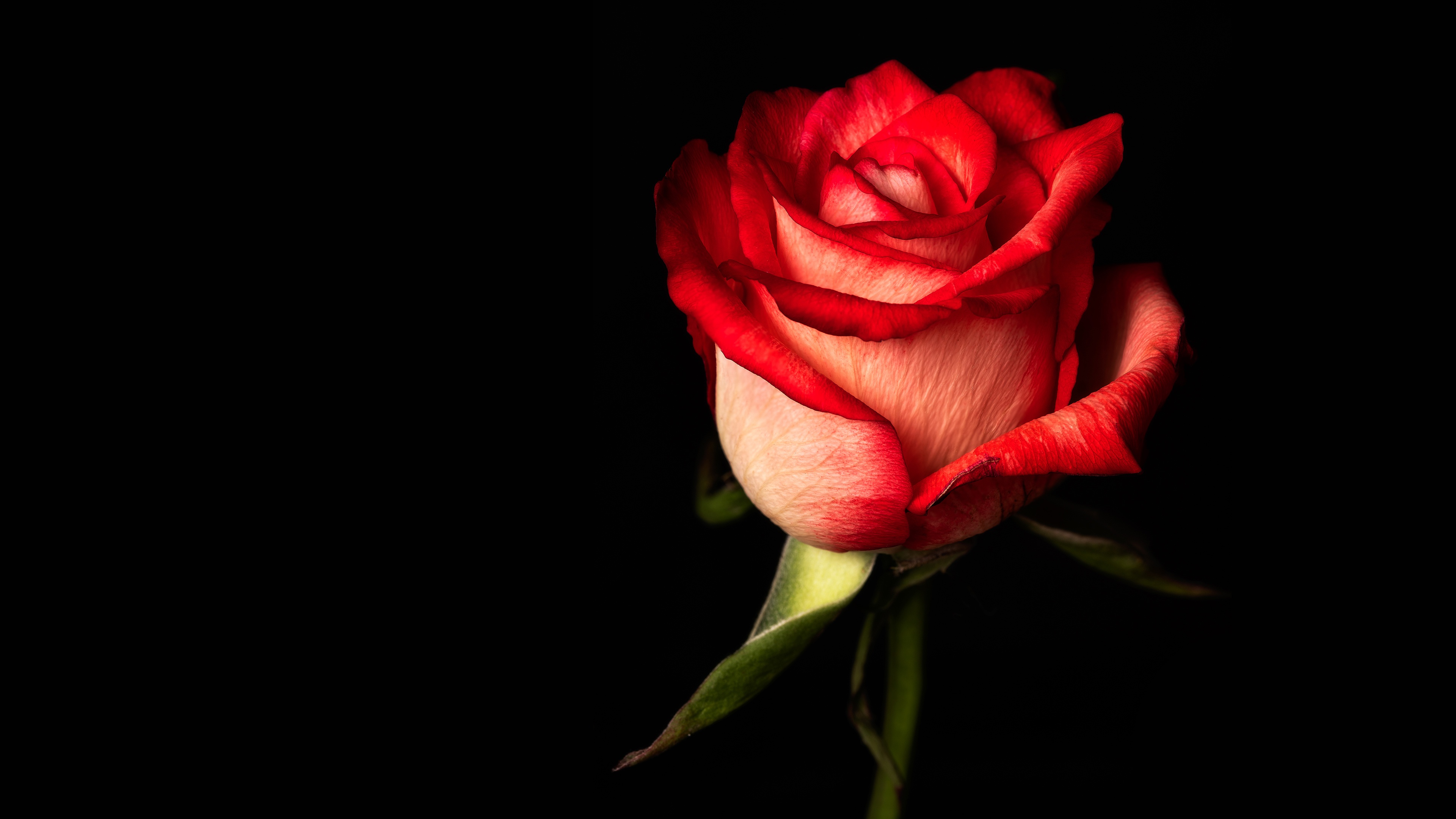 фото цветы красные розы