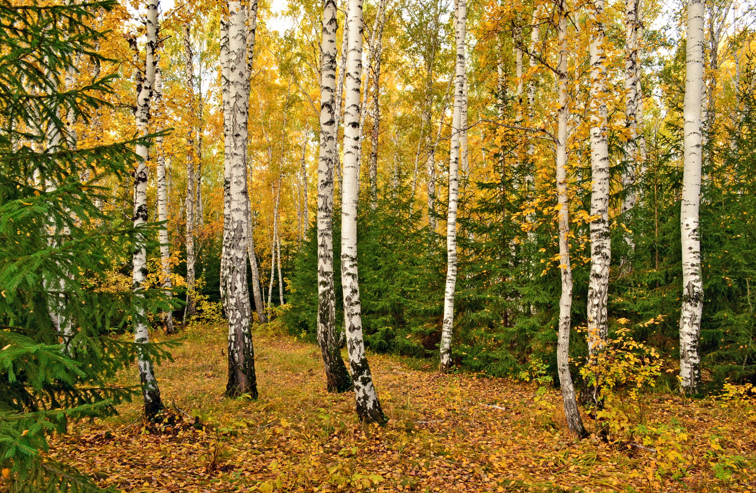 лес березы осень бесплатно