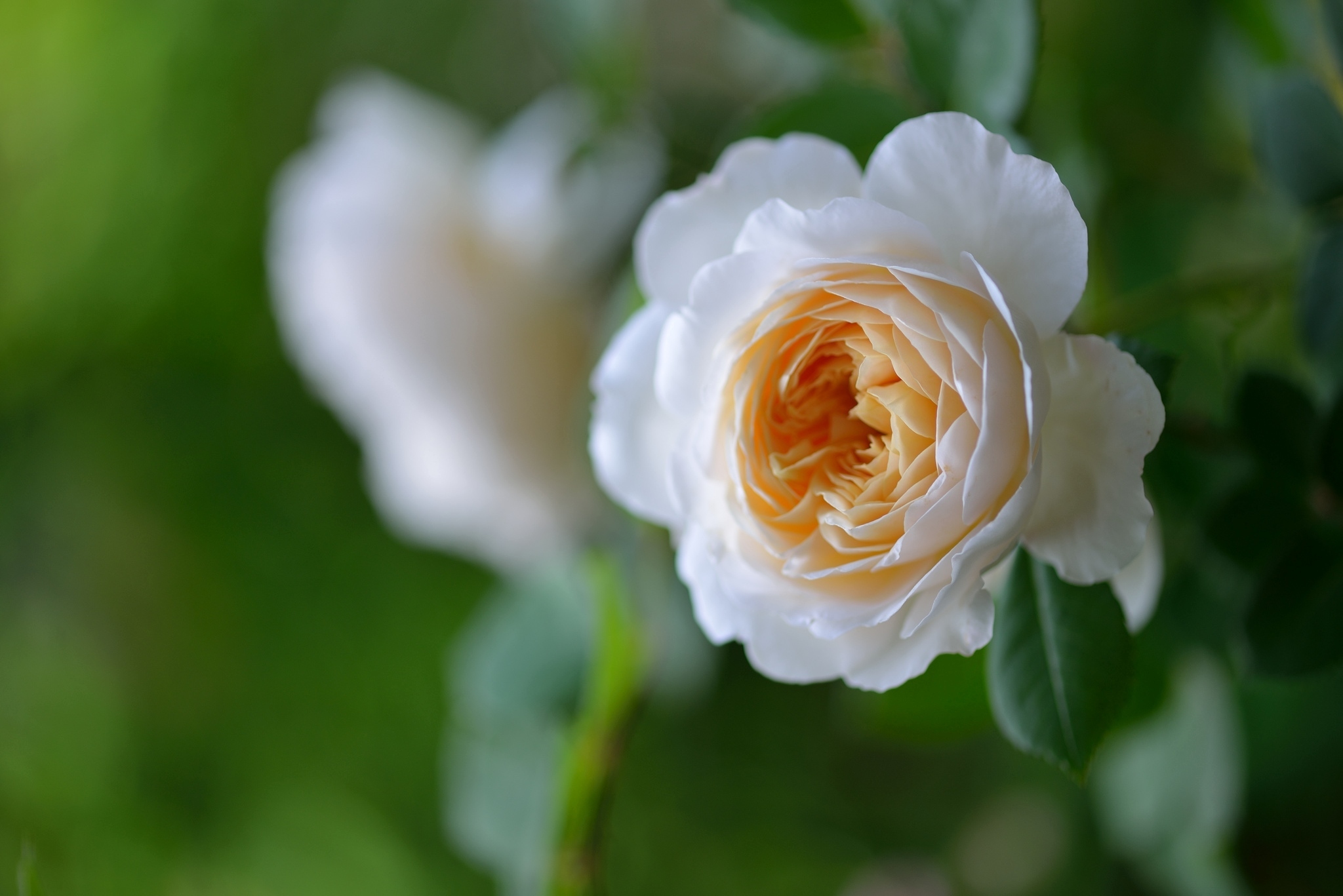 Белая роза на кусте без смс