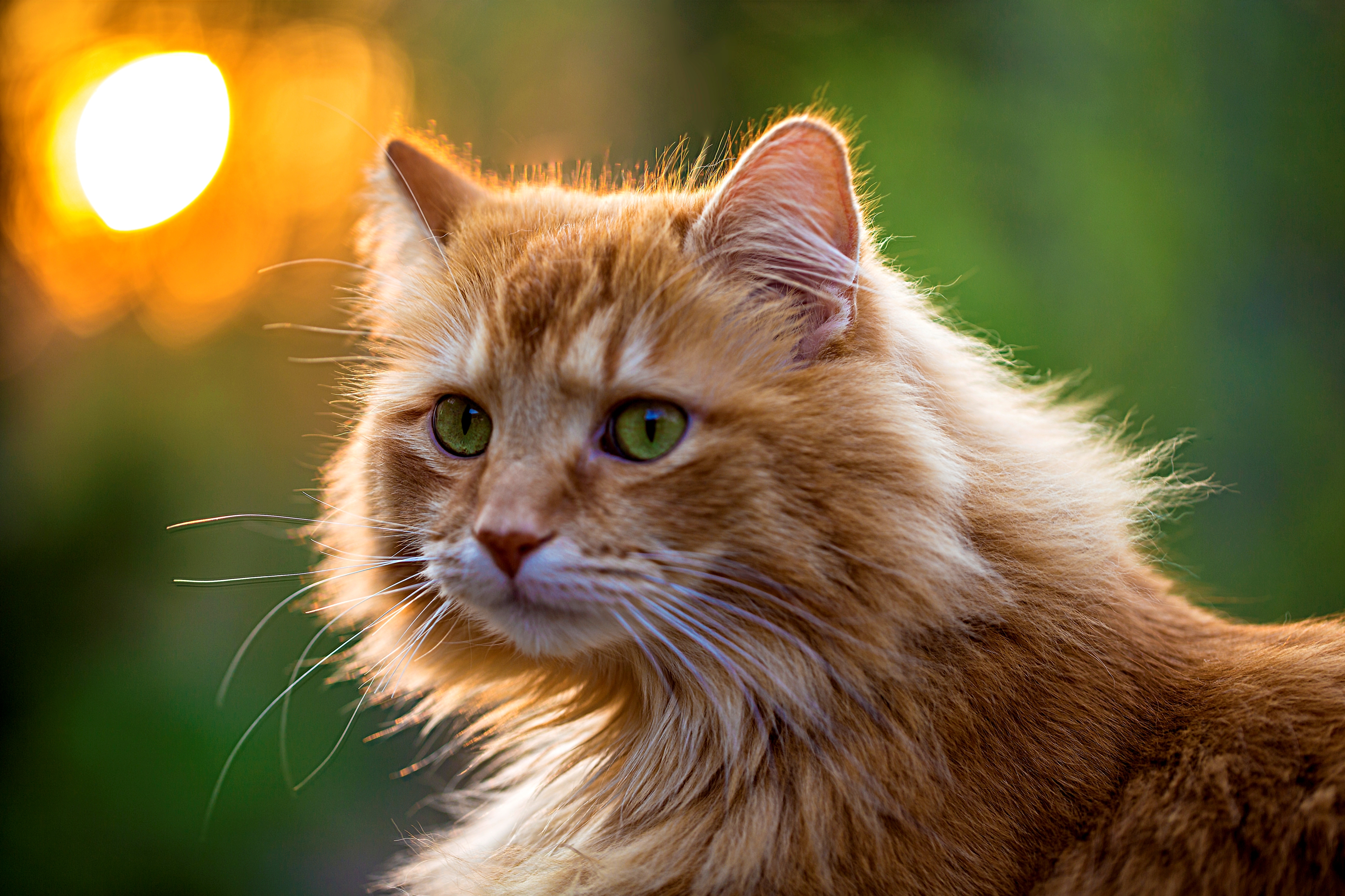 природа животные кот котенок рыжий без смс