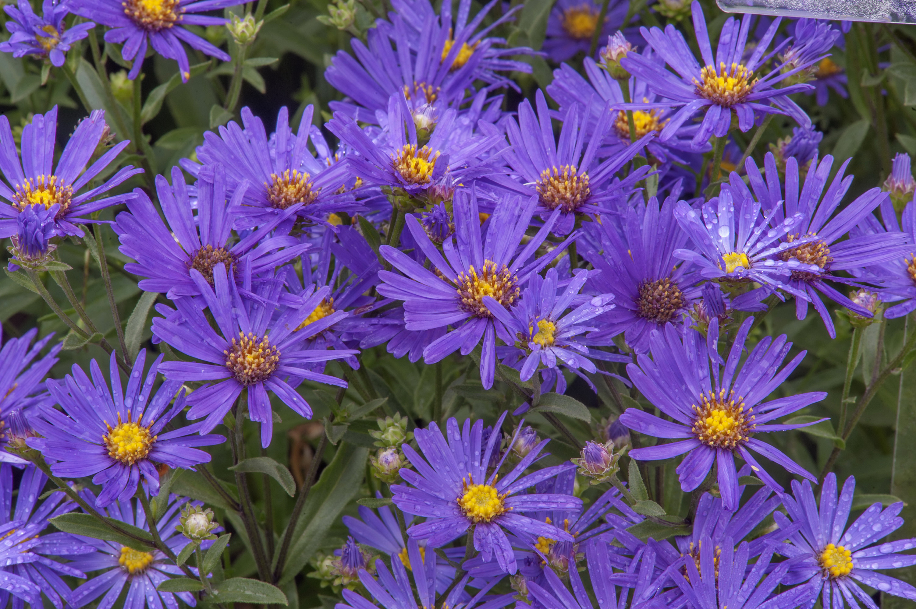 Астра Ромашковая Aster amellus