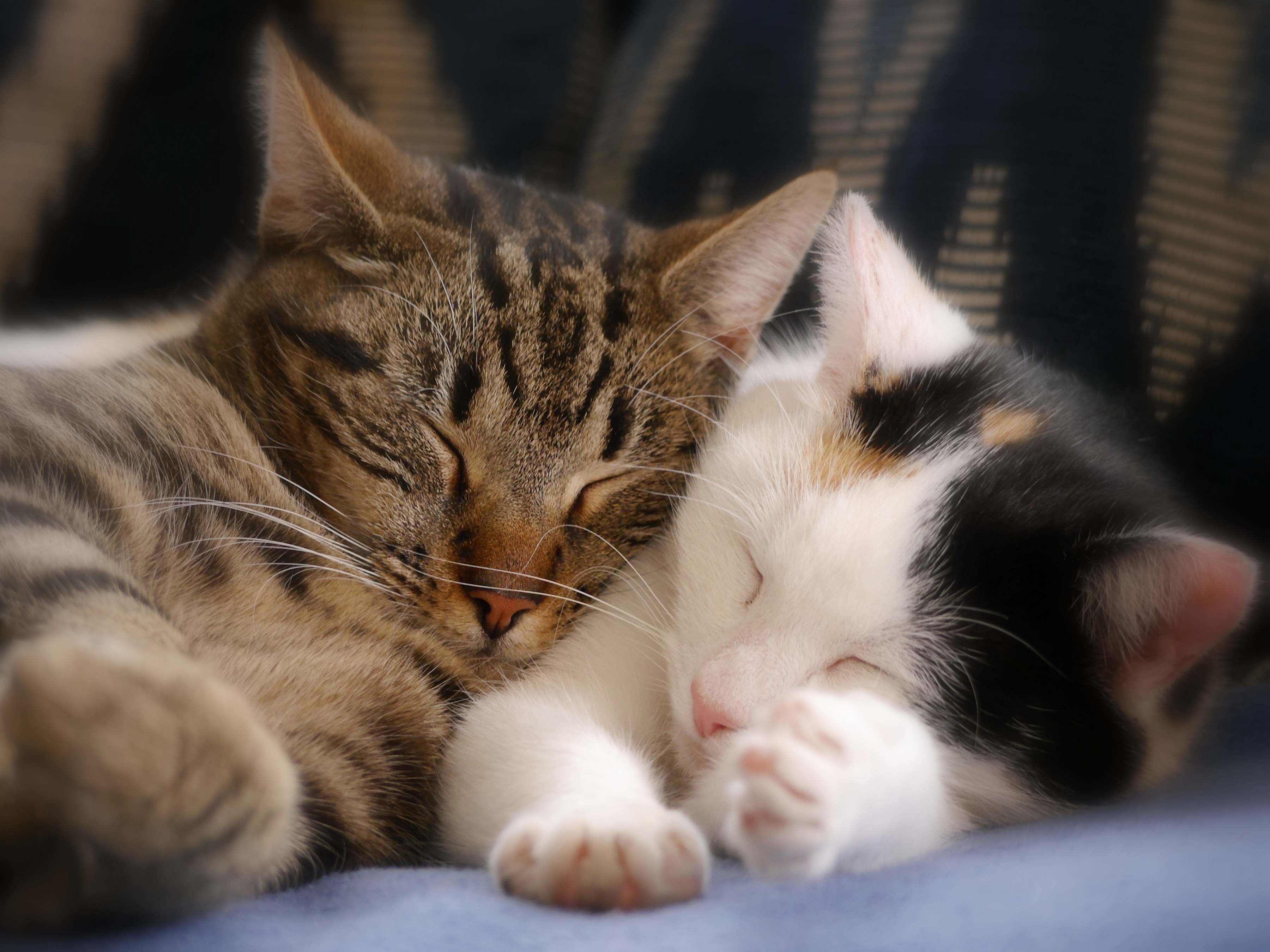 Кошки спят вместе. Спящие котята. Котики обнимаются. Два котика.
