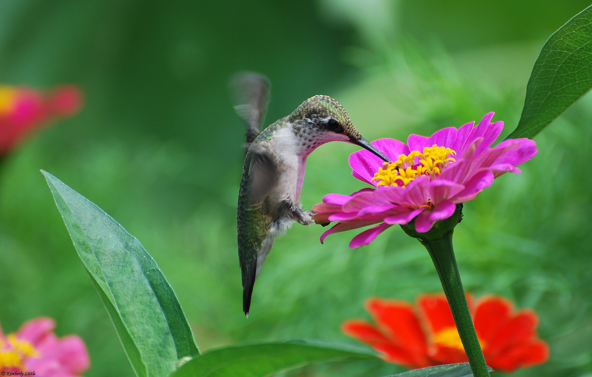 природа цветы животное птица колибри без смс
