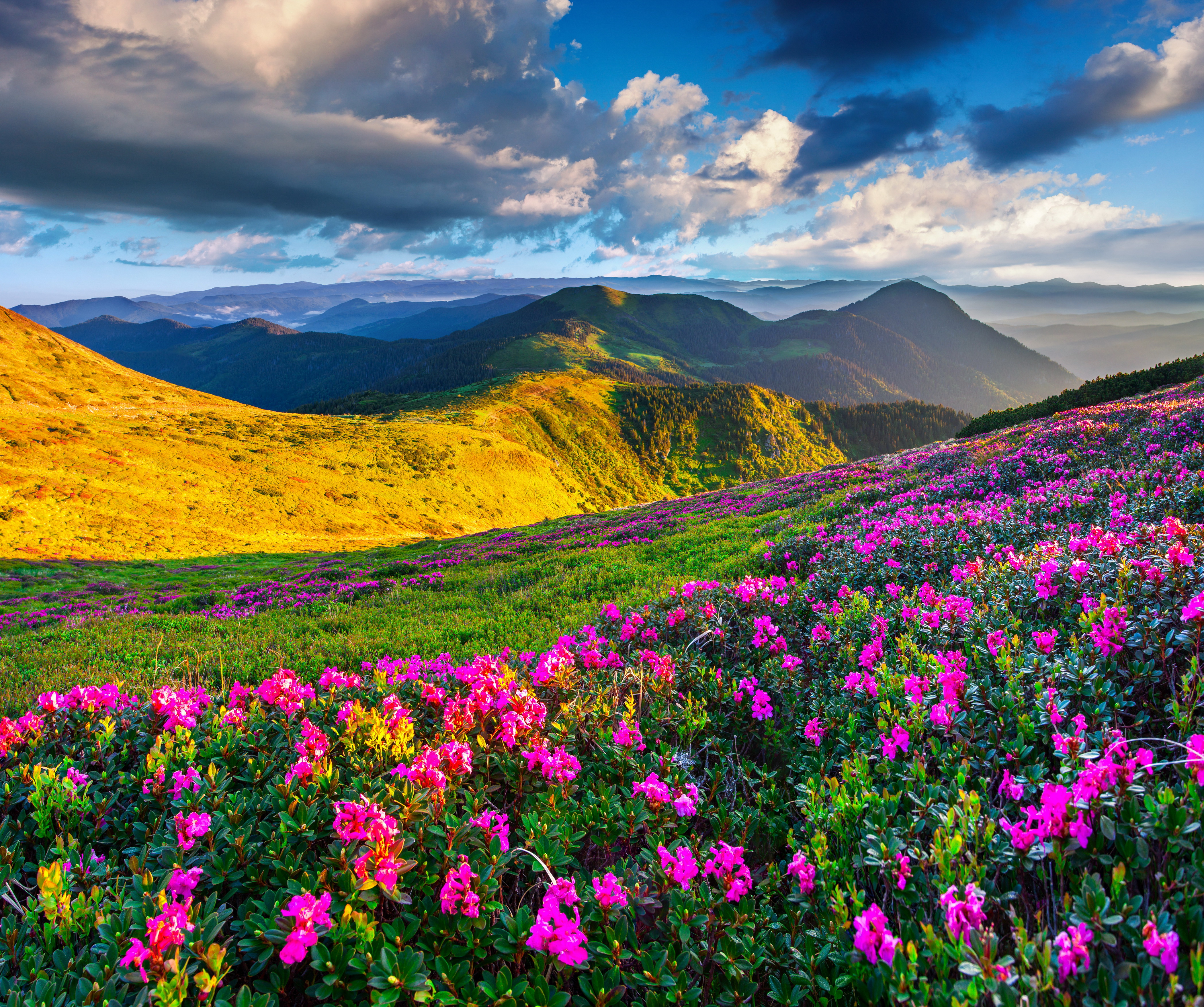 закат горы цветы поляна бесплатно